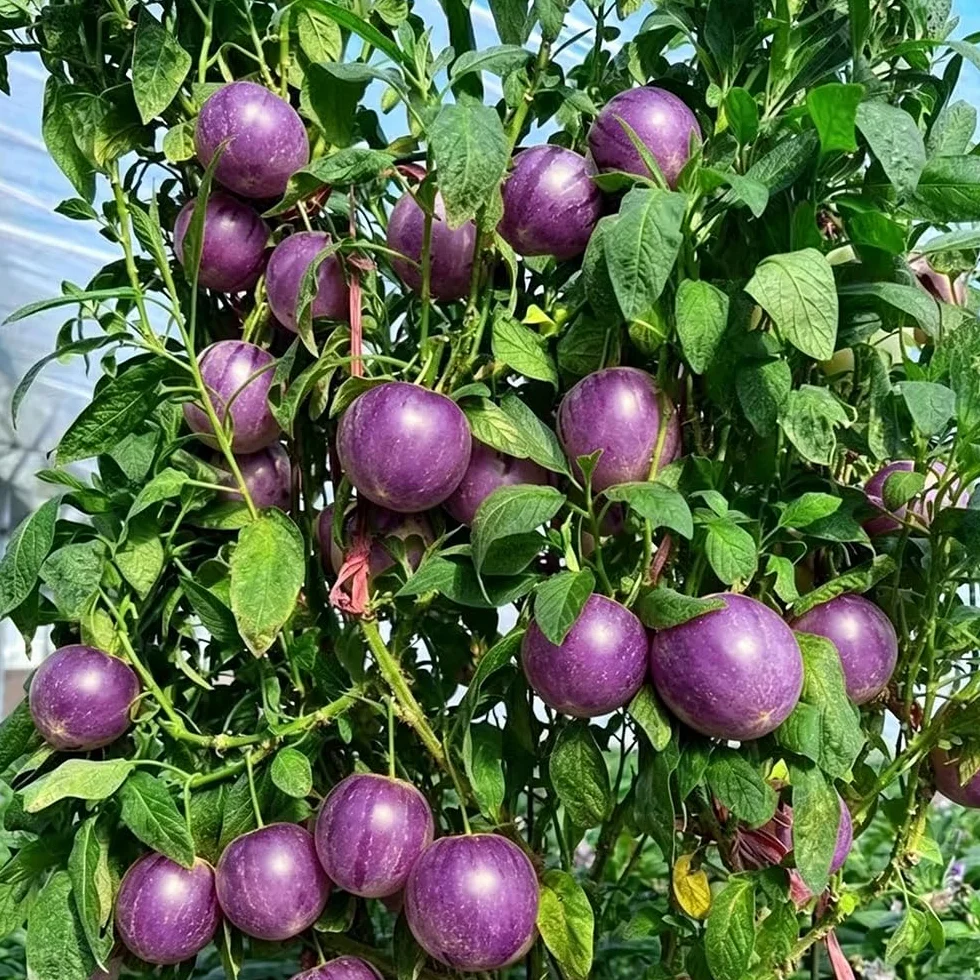 Pepino Melón Pera Semillas 30pcs