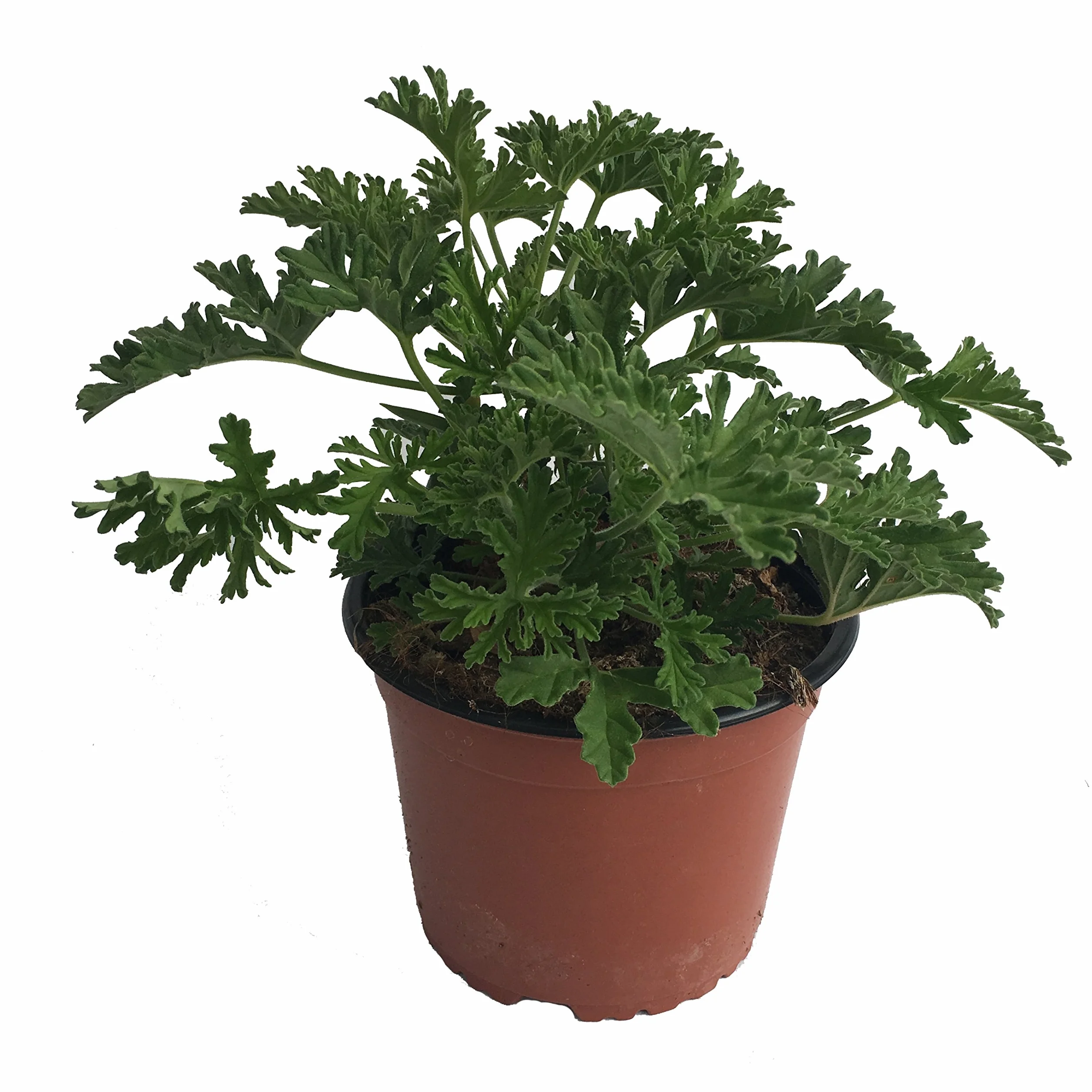 Pelargonium Citrodorum Citronella Planta Antimosquitos Maceta 15cm Planta Aromática Planta Viva