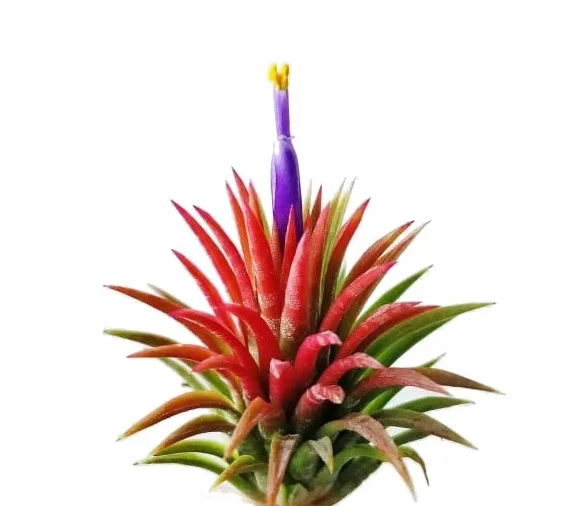 DECOALIVE Tillandsia Ionantha Roja Planta Natural del Aire Color Rojo
