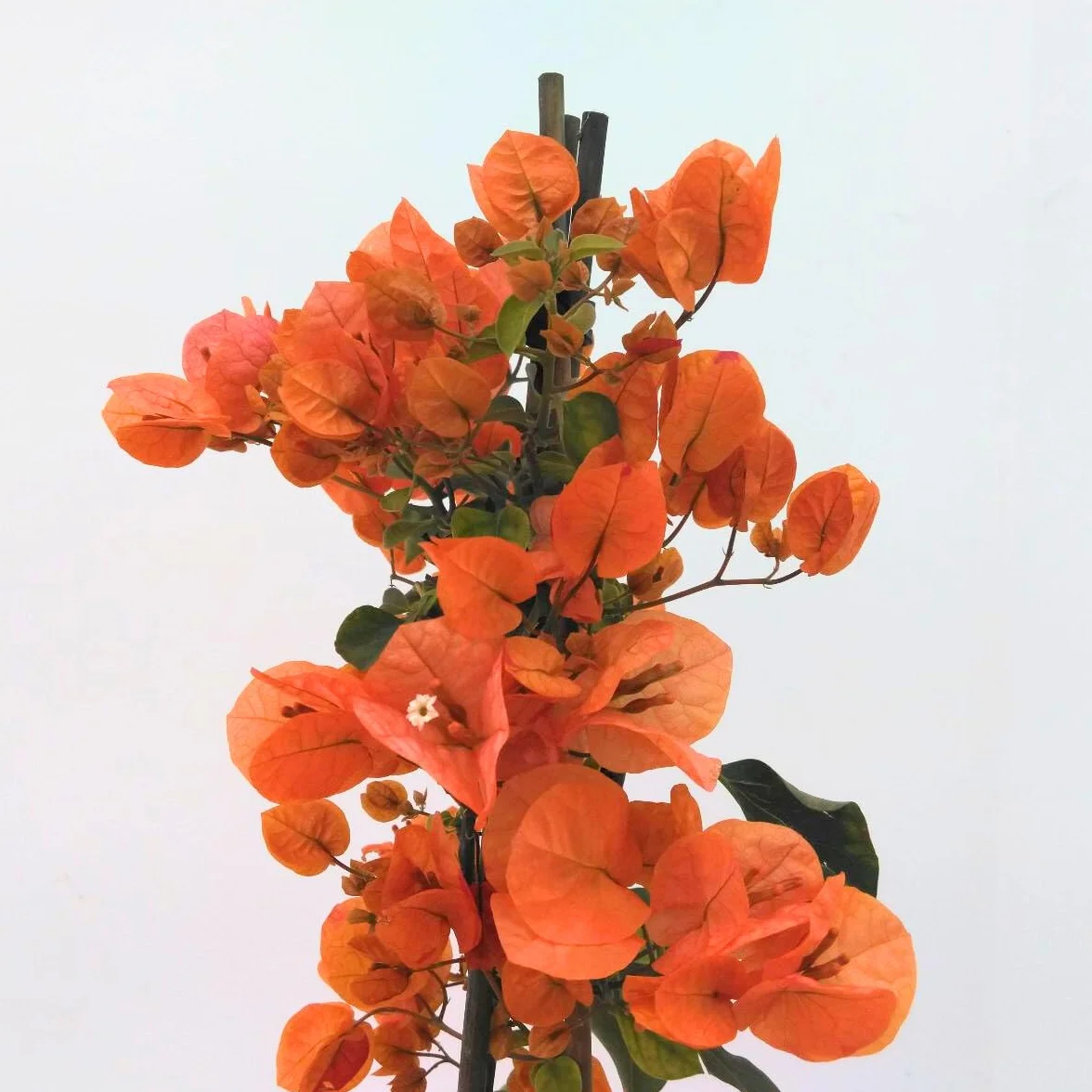 Buganvilla 3 tallos Flor de Papel Planta natural exterior maceta tutores trepadora Maceta 3 Litros