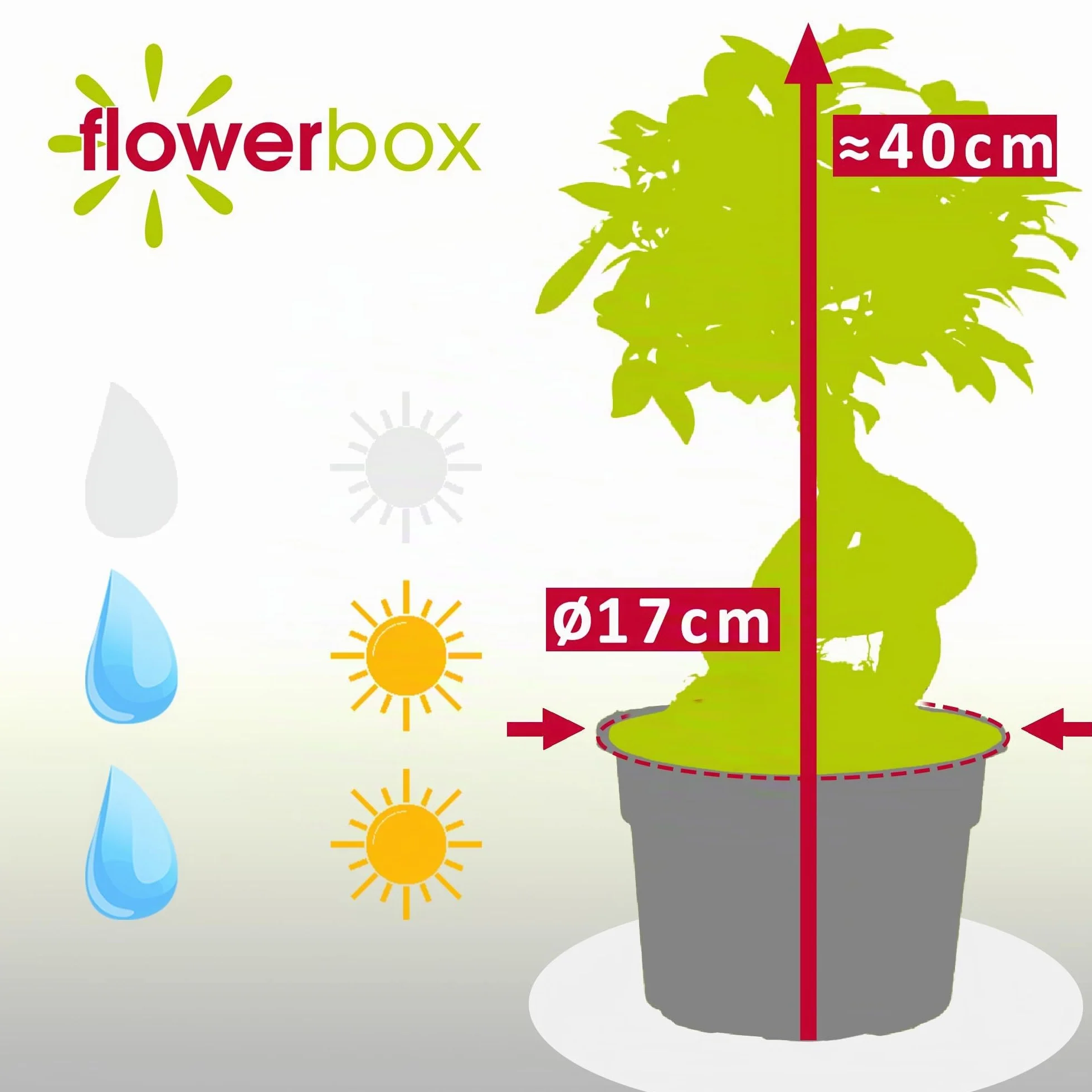 Higuera china - planta de interior de fácil cuidado, Ficus Ginseng - altura aprox. 40 cm, maceta de Ø 17 cm