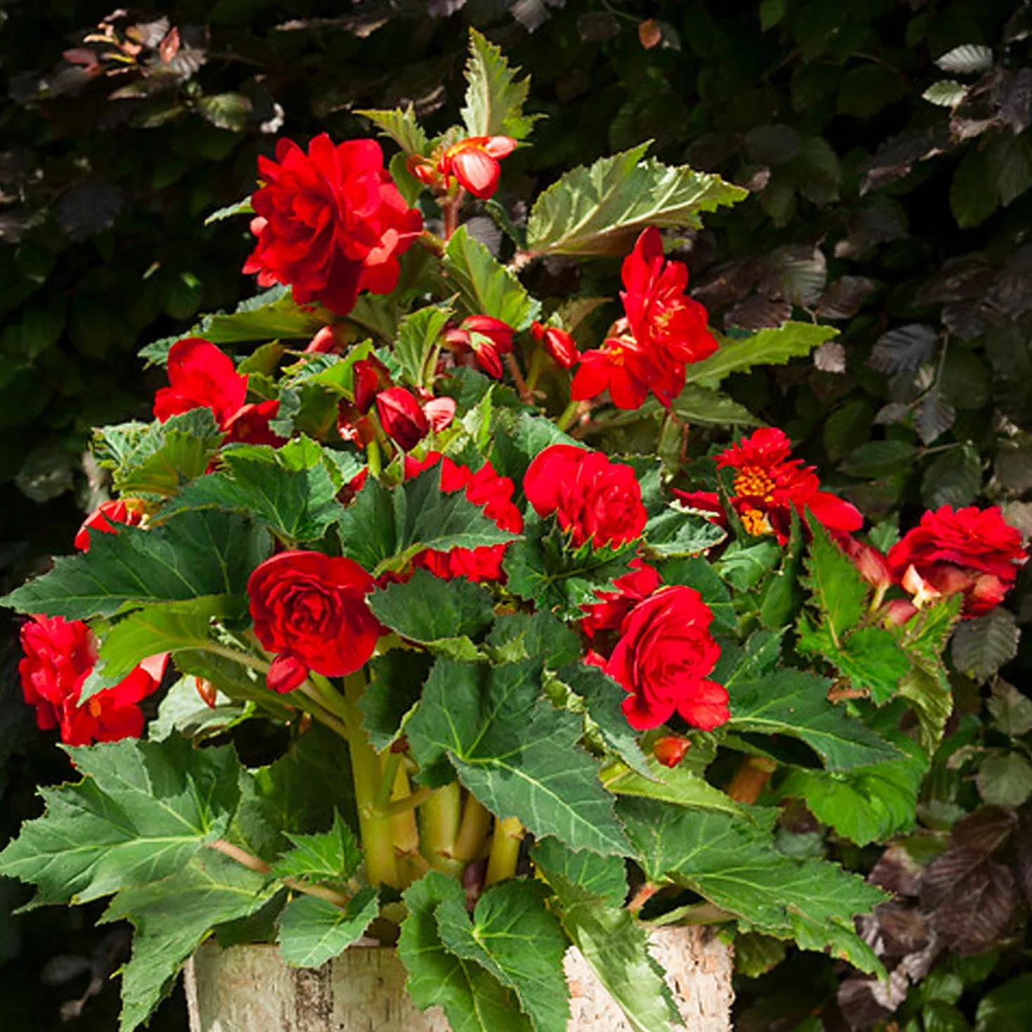 Bulbos de Begonia Doble Roja 3 uds. Selección exclusiva Holanda