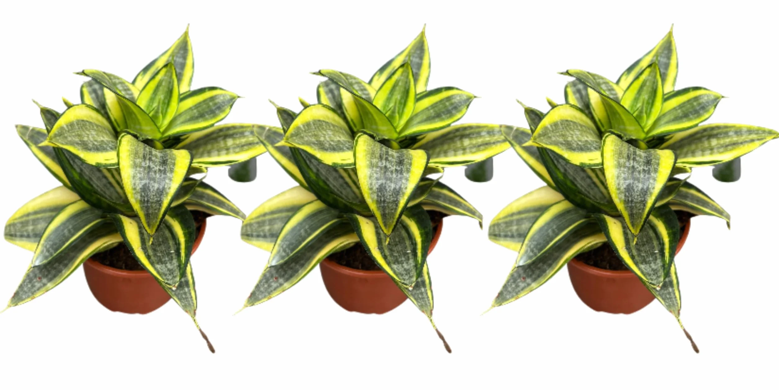 Sansevieria Golden Hahnii Planta Natural Mini 3 Macetas 8 cm Lengua de Suegra Enana Purificadora Aire Fácil Cuidar