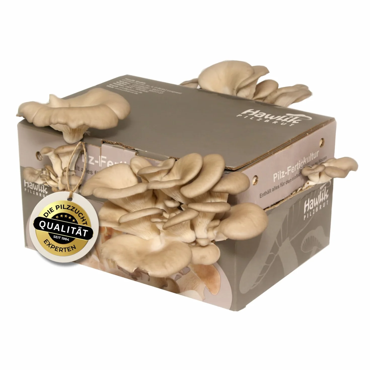 Hawlik Set de cultivo de setas de ostra - Kit pequeño para cultivar y cosechar setas frescas