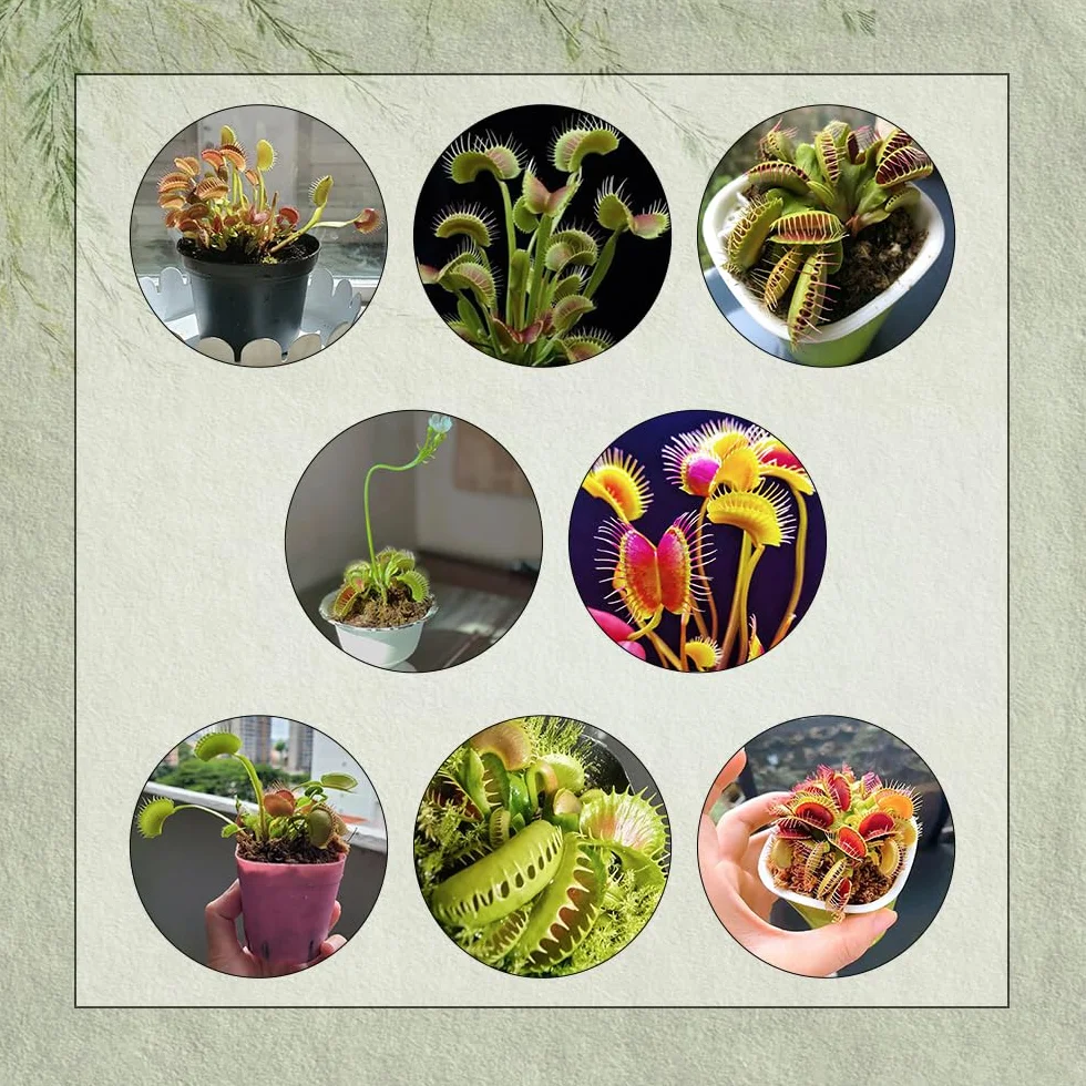 Dionaea Muscipula Semillas Plantas Carnívoras Trampa Para Moscas Venus - 500 Piezas Decoración Jardín