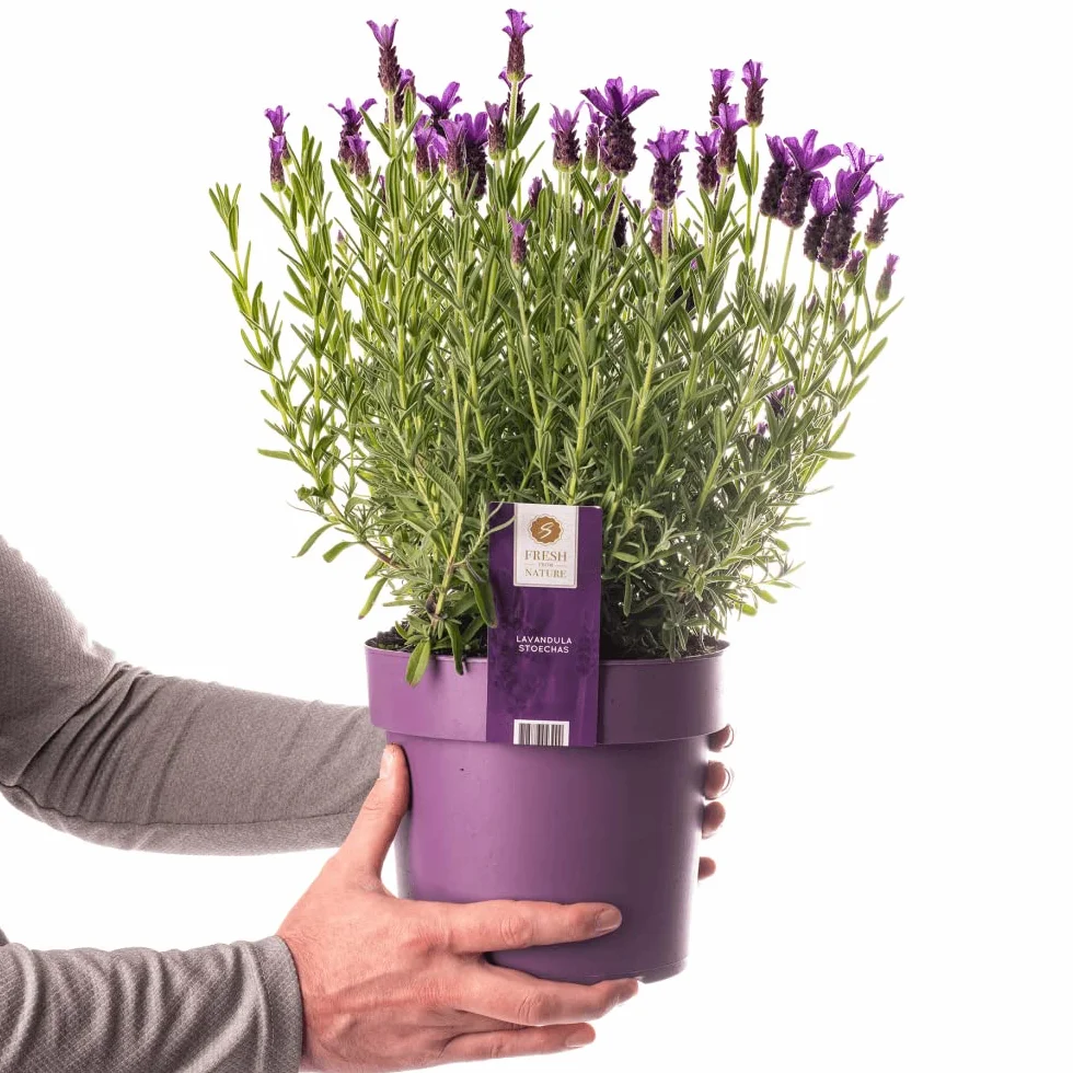 Planta de Lavanda en Maceta Resistente y Fácil Cuidado