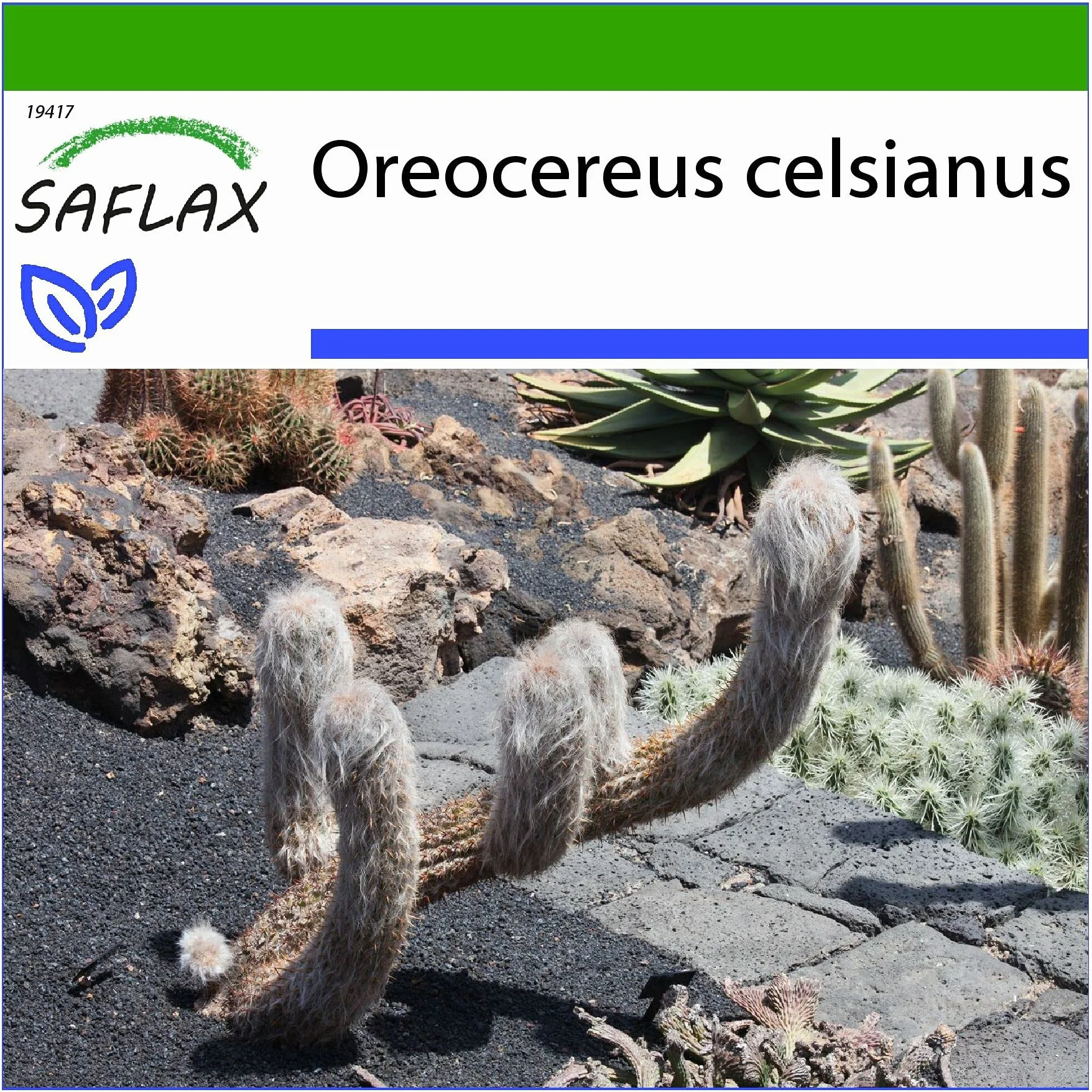 Oreocereus celsianus Viejo hombre de los Andes 40 semillas sustrato estéril