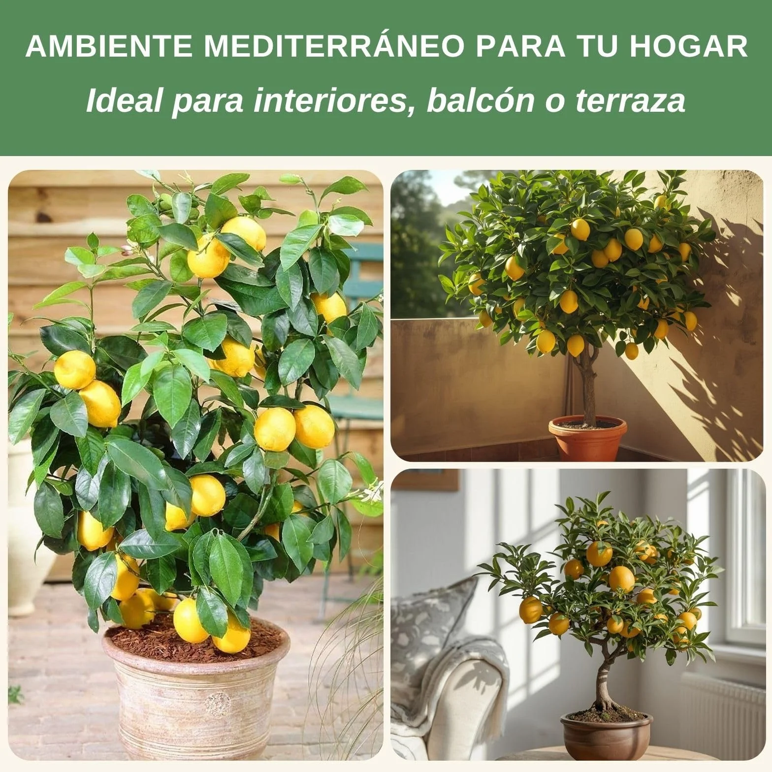 Semillas Limonero Mini 10 Uds Bonsái Planta Interior Perenne Maceta