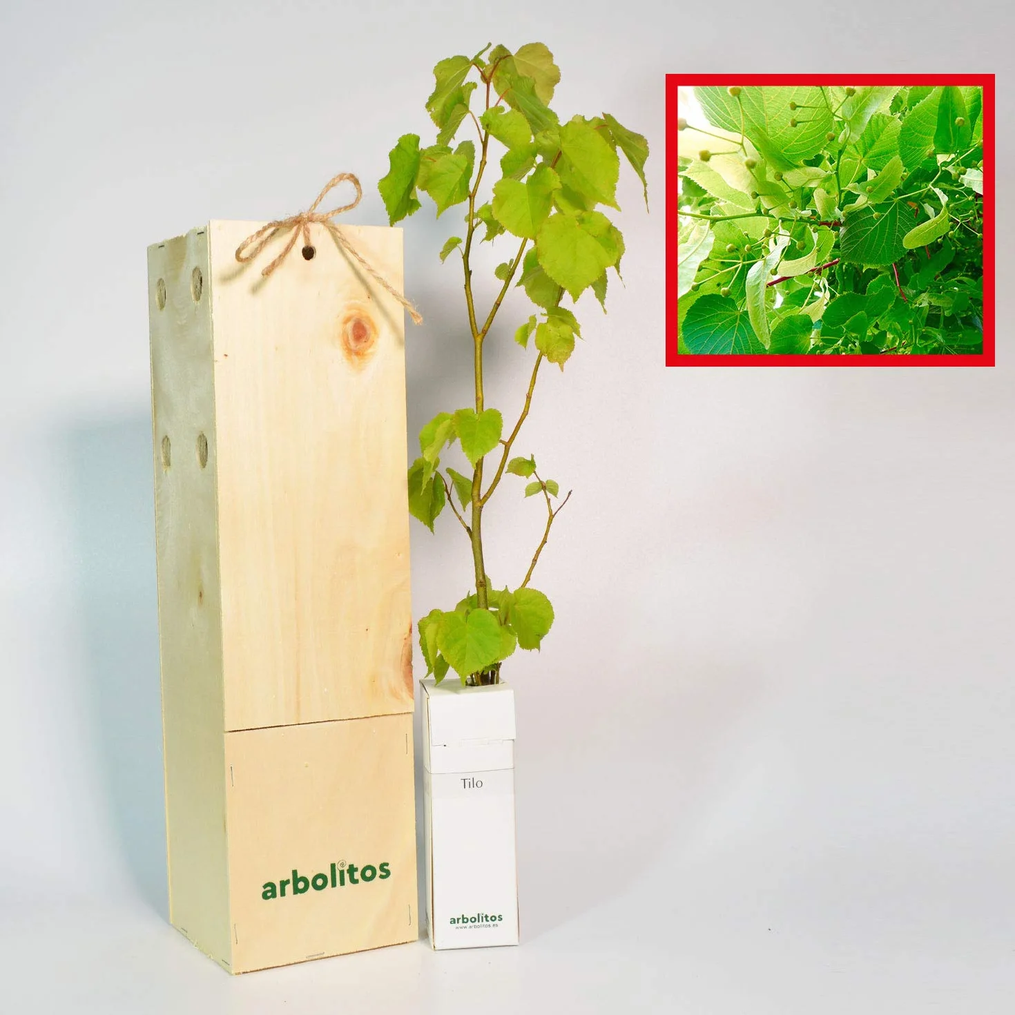 Arbolito de pequeño tamaño en Caja de Madera