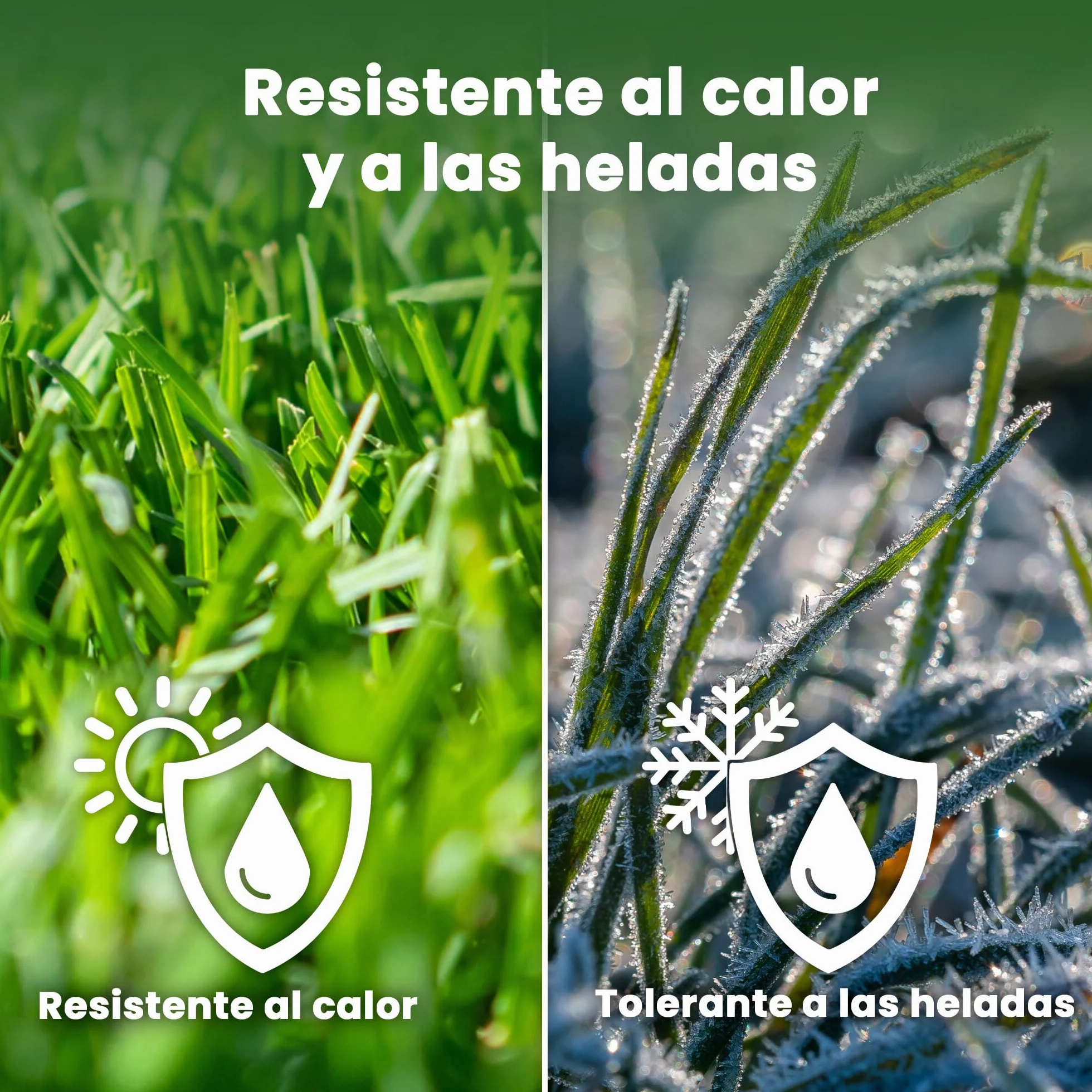 LERAVA EXPRESS semillas césped 30m² crecimiento rápido resistente calor 0,75kg