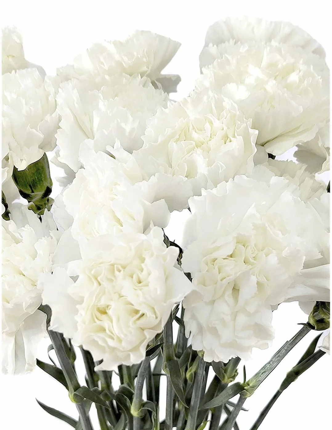 Ramo de Claveles Blancos Naturales 50 Flores Clavel Blanco Ocasiones Especiales