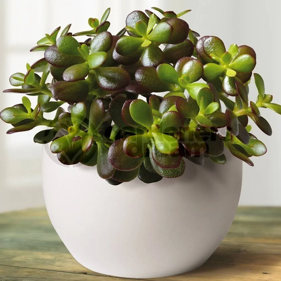 CRASSULA OVATA JADE ARBUSTO COMPACTO PERENNE EN MACETA