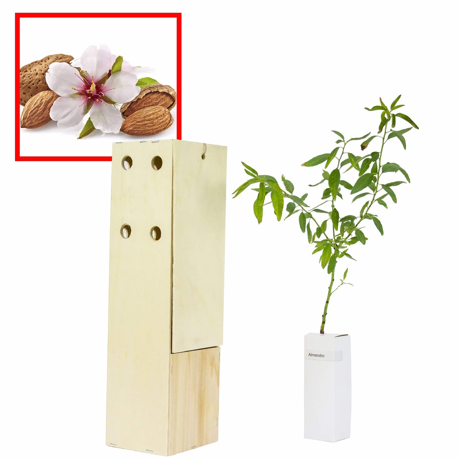 ALMENDRO Arbolito de Pequeño Tamaño en Caja de Madera Alveolo Forestal 1 unidad