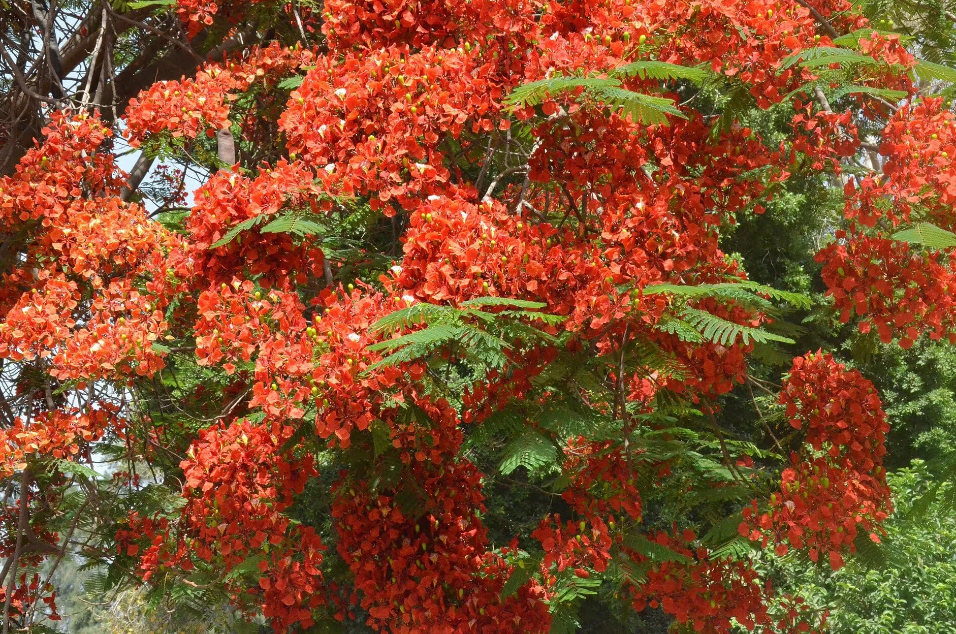 Nasiona Flamboyán Czerwony - Delonix Regia 25 sztuk