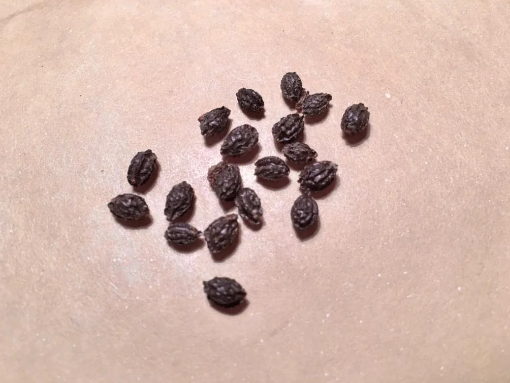Semillas de Papaya Carica papaya Árbol Frutal Exótico Crecimiento Rápido