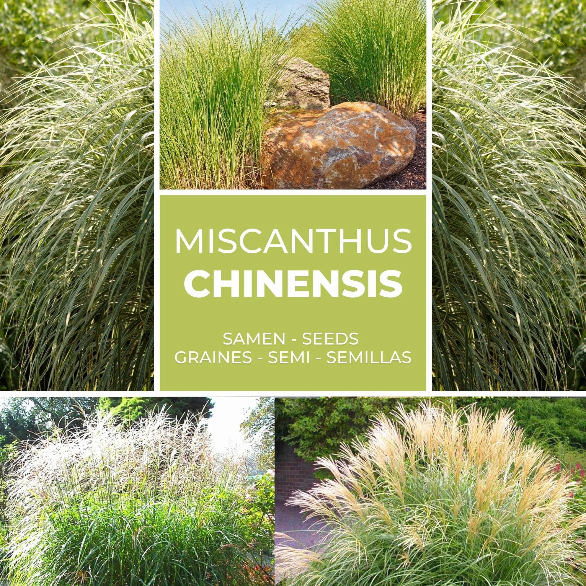 Miscanthus Gigante Semillas - Sinensis Pluma de Plata - Gramínea para Ocultación y Jardín - Aprox. 100 ud