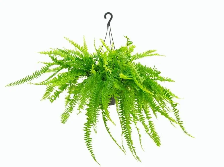 Helecho Colgante Gigante Natural Planta Colgante