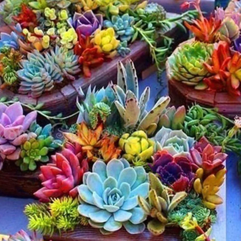 Semillas de Plantas Suculentas Ornamentales 500 Unids para Maceta Bonsai Decoración Jardín