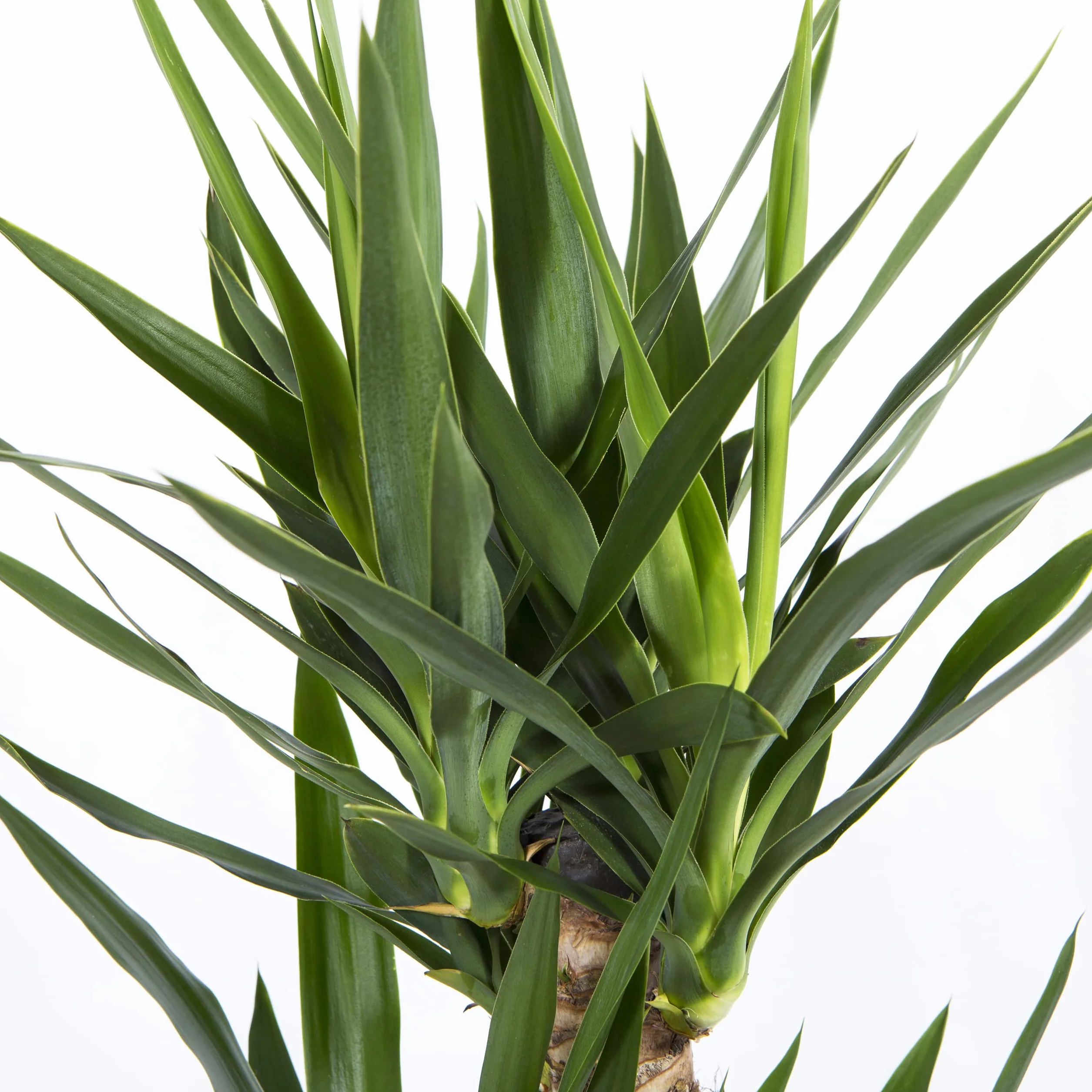 Yuca Mediana Planta natural interior Cool Green Decoracion hogar