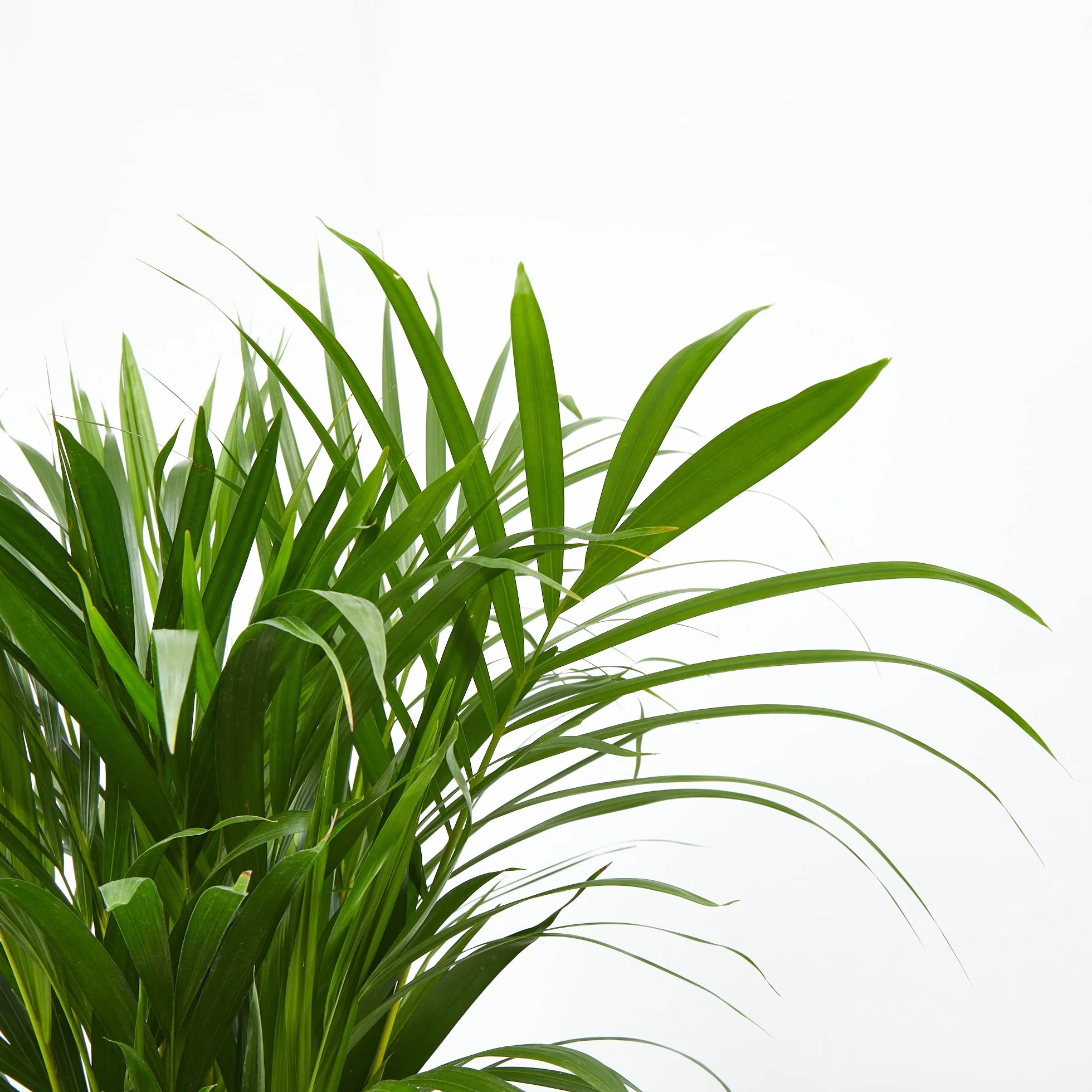 Verdecora Areca | Palmera amarilla | Palma de frutos de oro | Palmera bambú | Reina de las palmas | Planta Tropical natural de interior y exterior en maceta de 4 litros