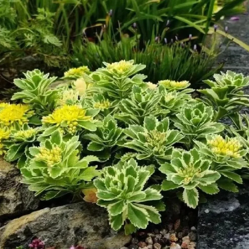 Semillas de Sedum para Techos Verdes, Cubierta Perenne Resistente 50pcs