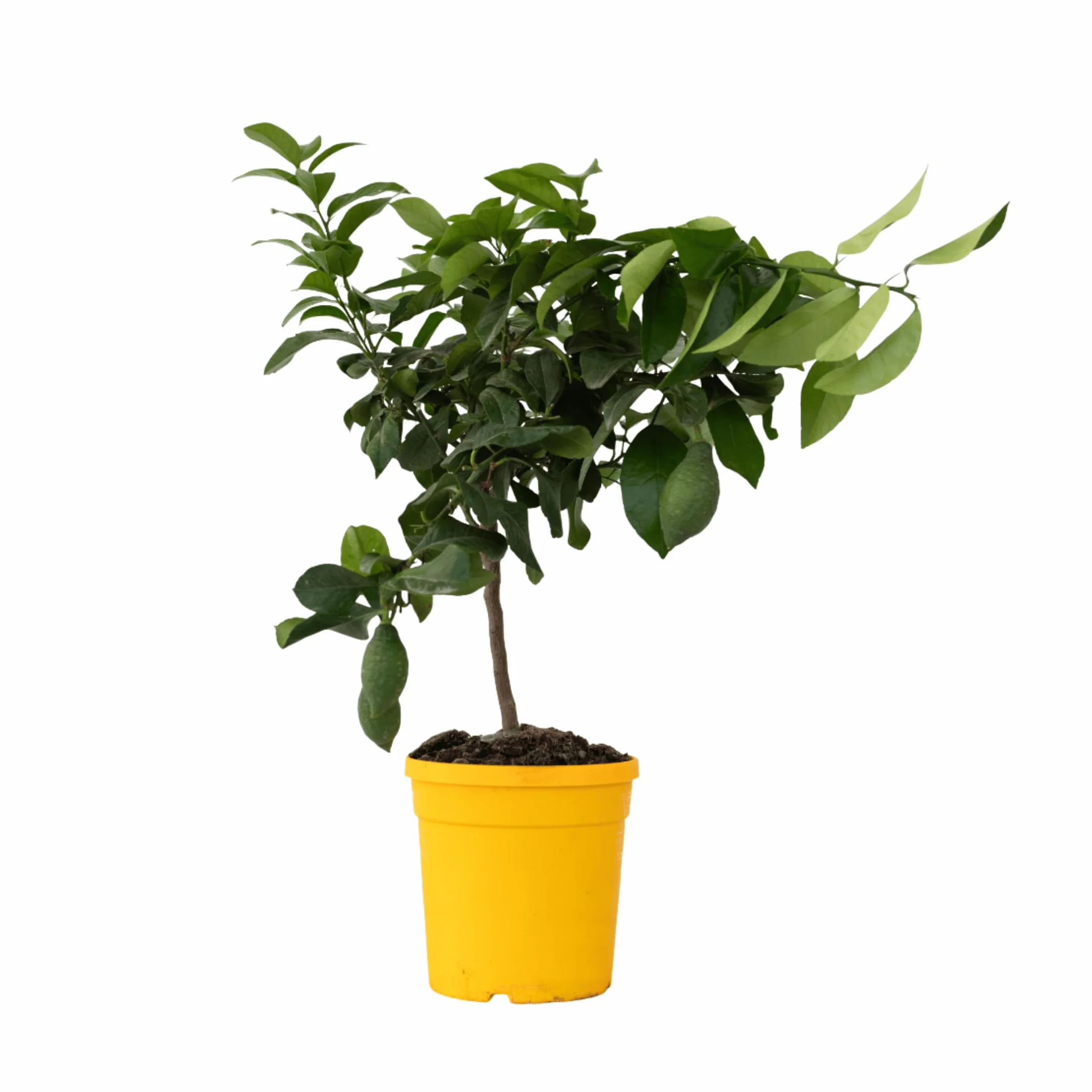 Plant in a Box - Citrus Limon - Limonero - Maceta 19cm - Altura 60-70cm