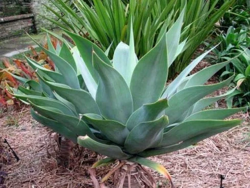 Agave attenuata Foxtail 5 Semillas