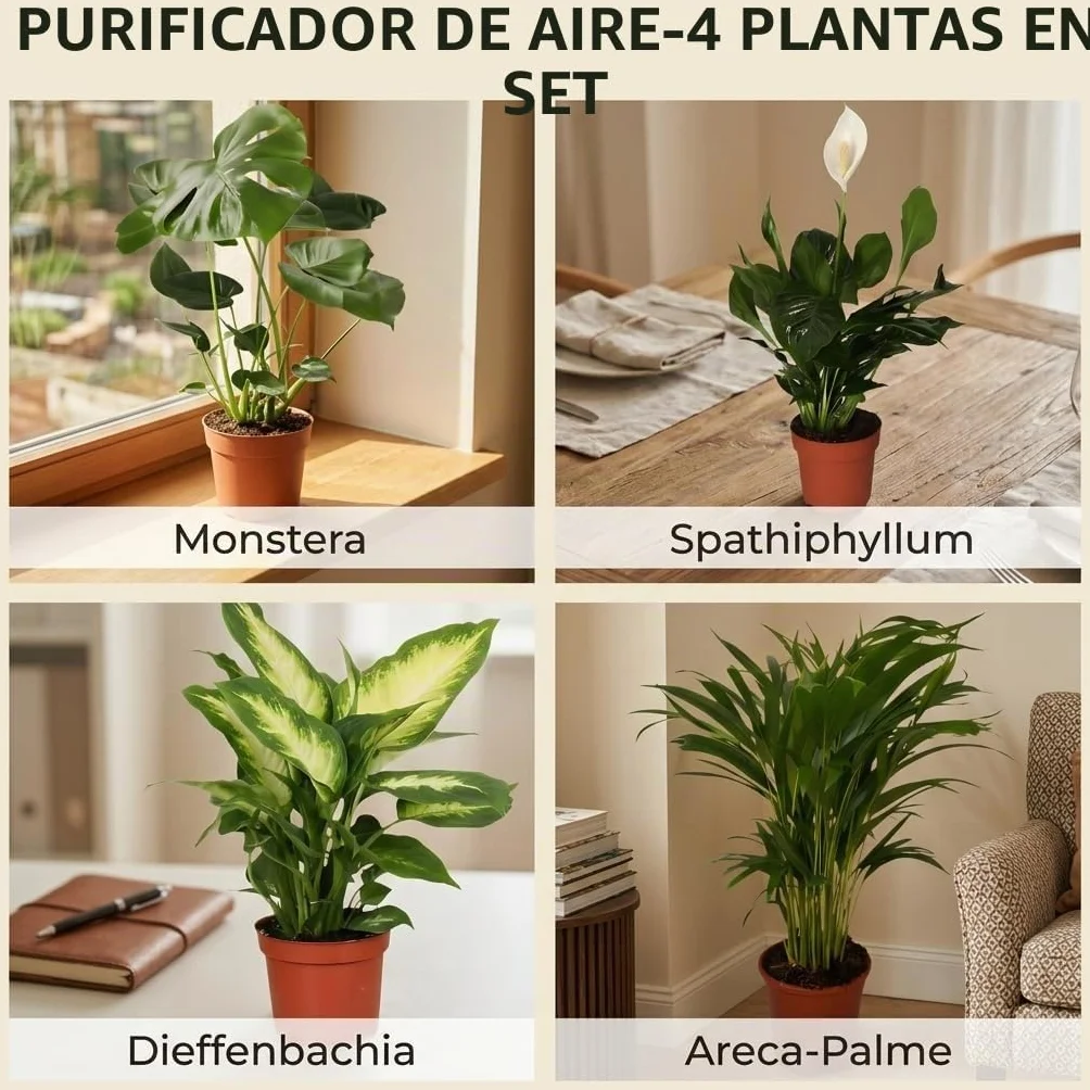 Monstera Dieffenbachia Spathiphyllum Areca Plantas Purificadoras de Aire 40-45 cm Maceta 12-15 cm
