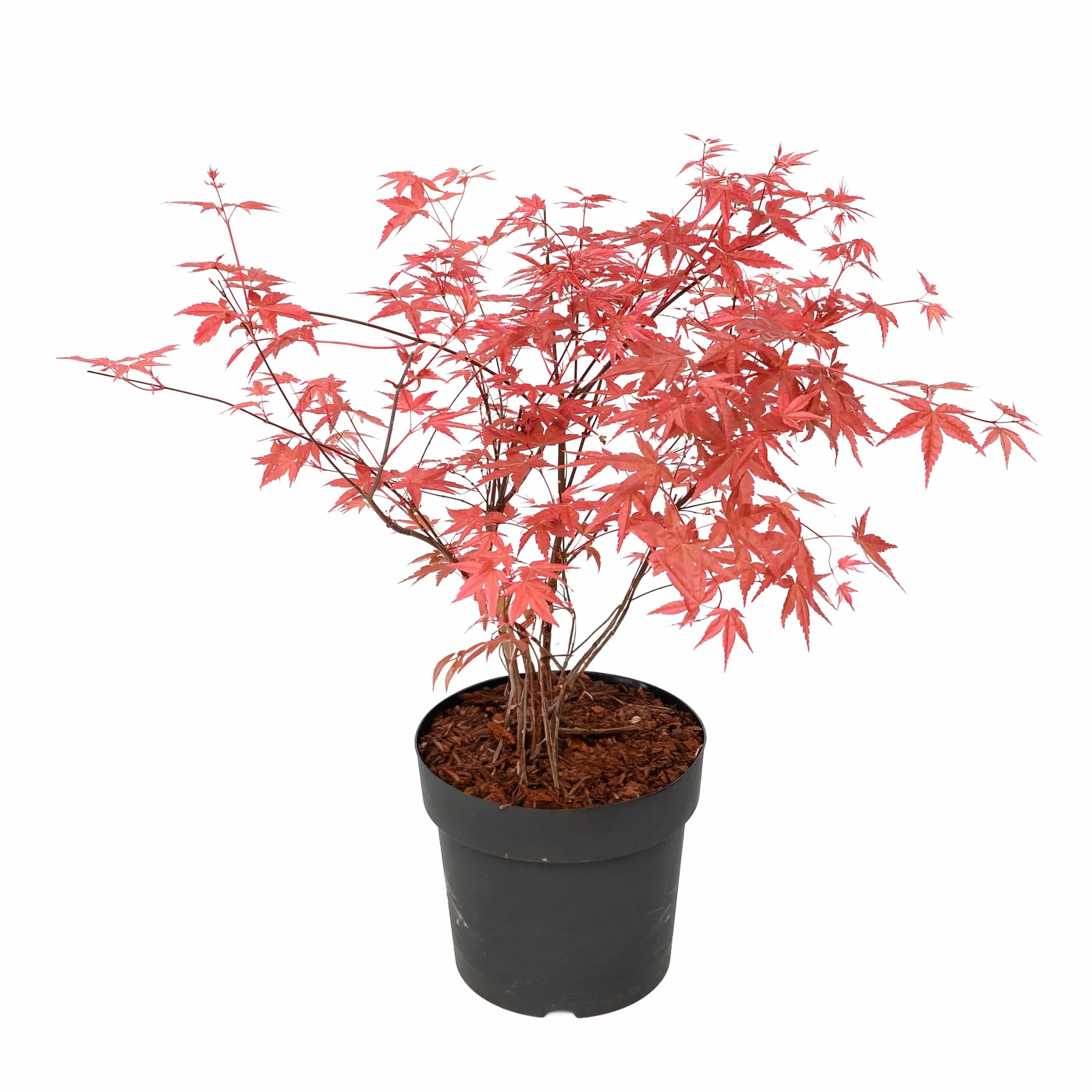 Acer palmatum 'Beni Maiko' Arce japonés resistente al invierno Maceta 19cm Altura 60-70cm