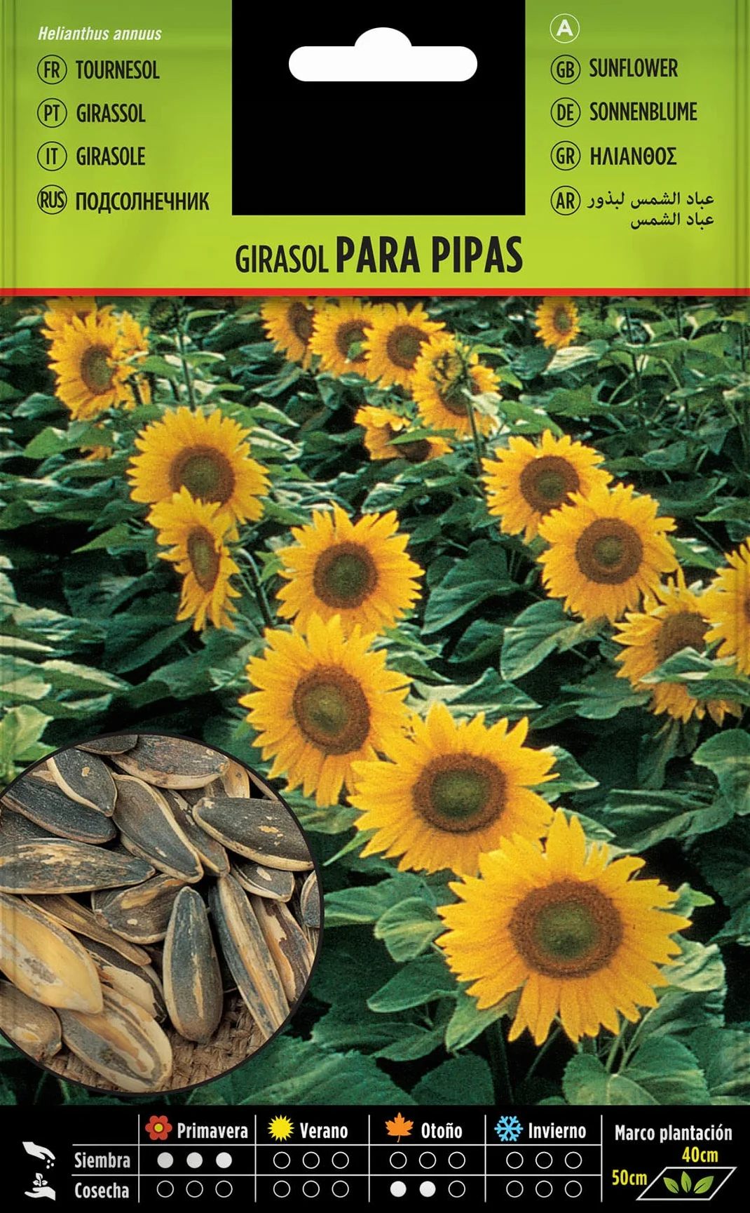 DECOALIVE Semillas de Girasol para Pipas Comestibles