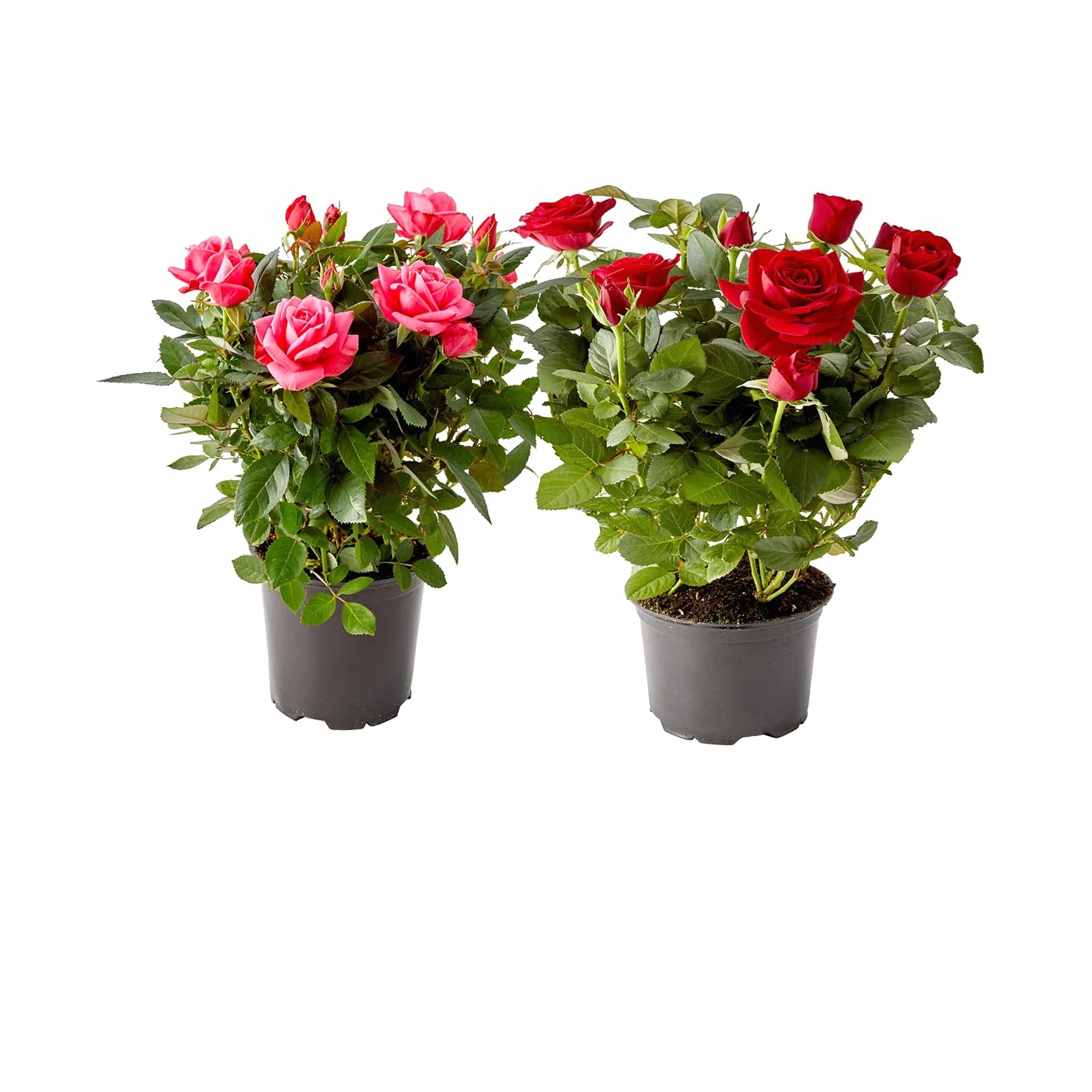 DECOALIVE Pack 2 Plantas Naturales Rosales Mini Rosas Flores Interior