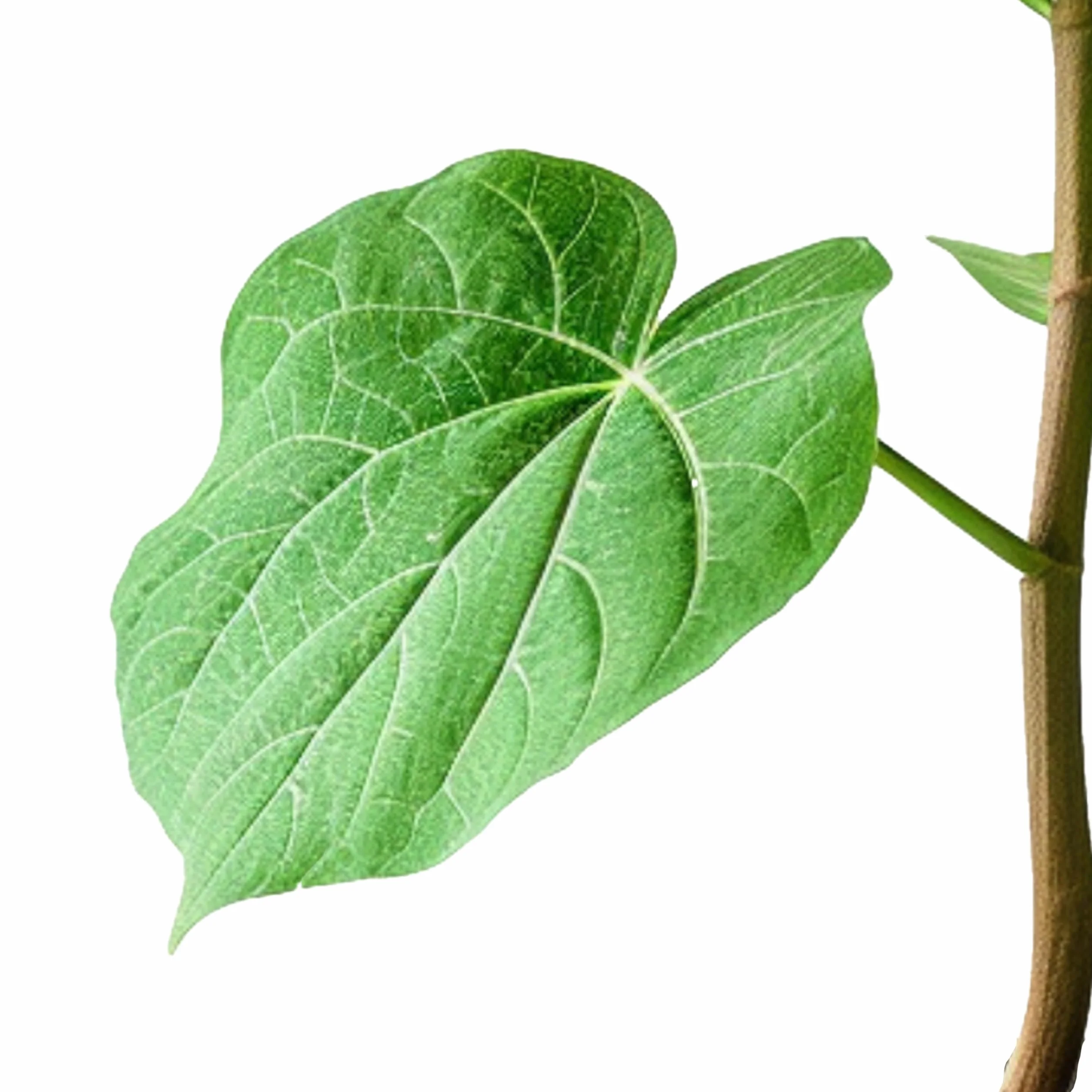 Paulownia Tomentosa Árbol Emperatriz Vivo 50-60 cm en Maceta Plástico