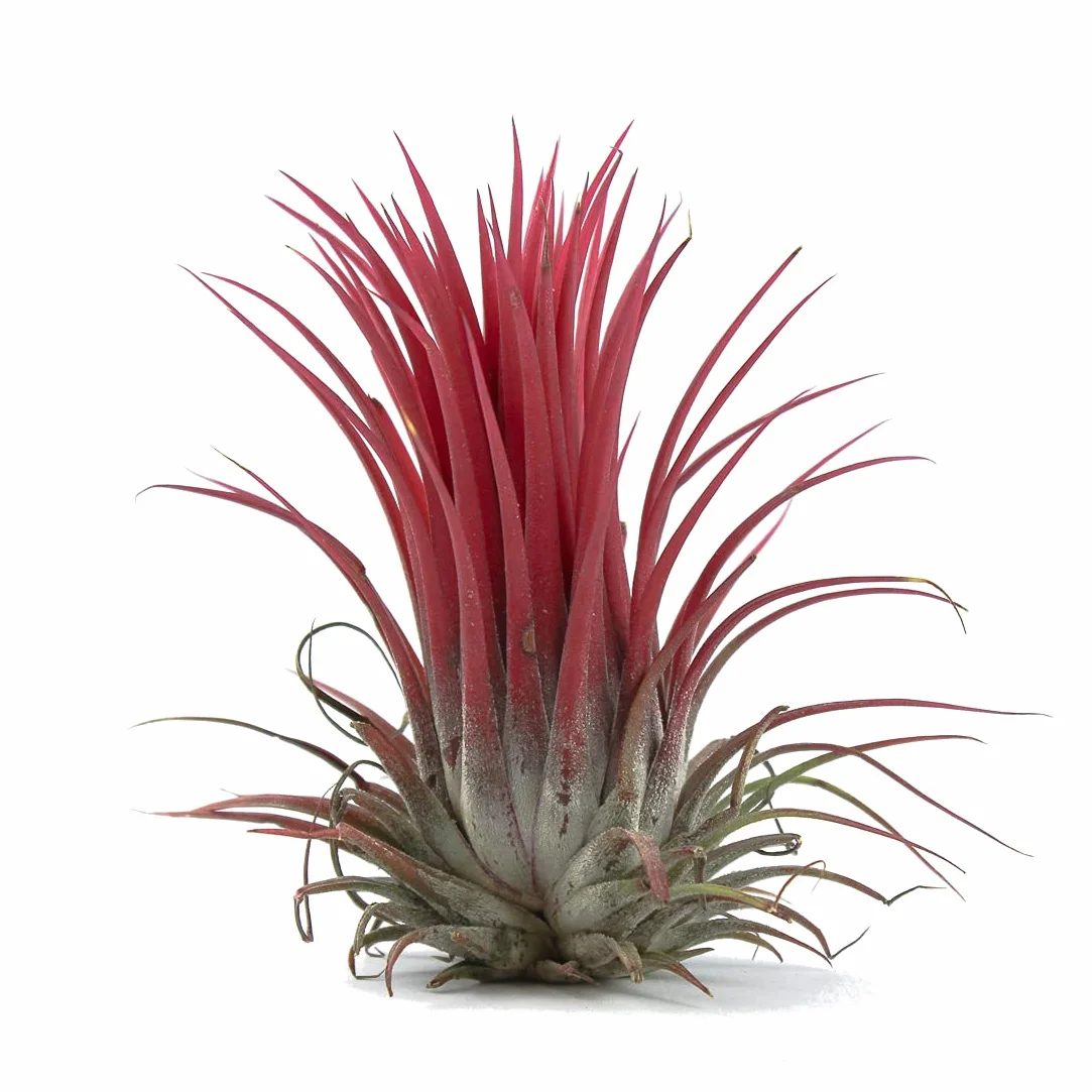 Tillandsia Ionantha Roja DECOALIVE Planta del Aire Rojo Clavel del Aire
