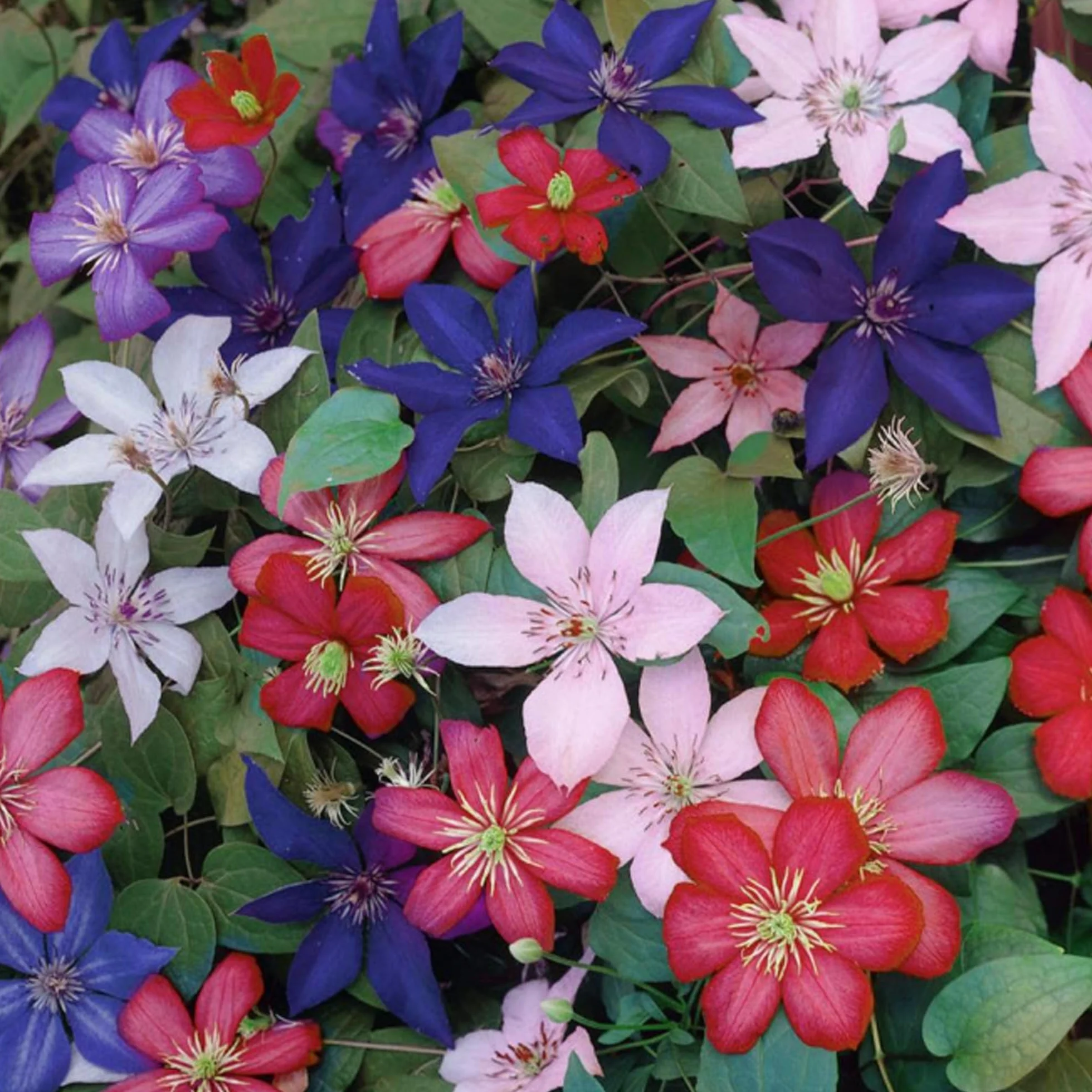 CLEMÁTIDE ARCOIRIS 4 Plantas Mezcla de Colores para Jardín