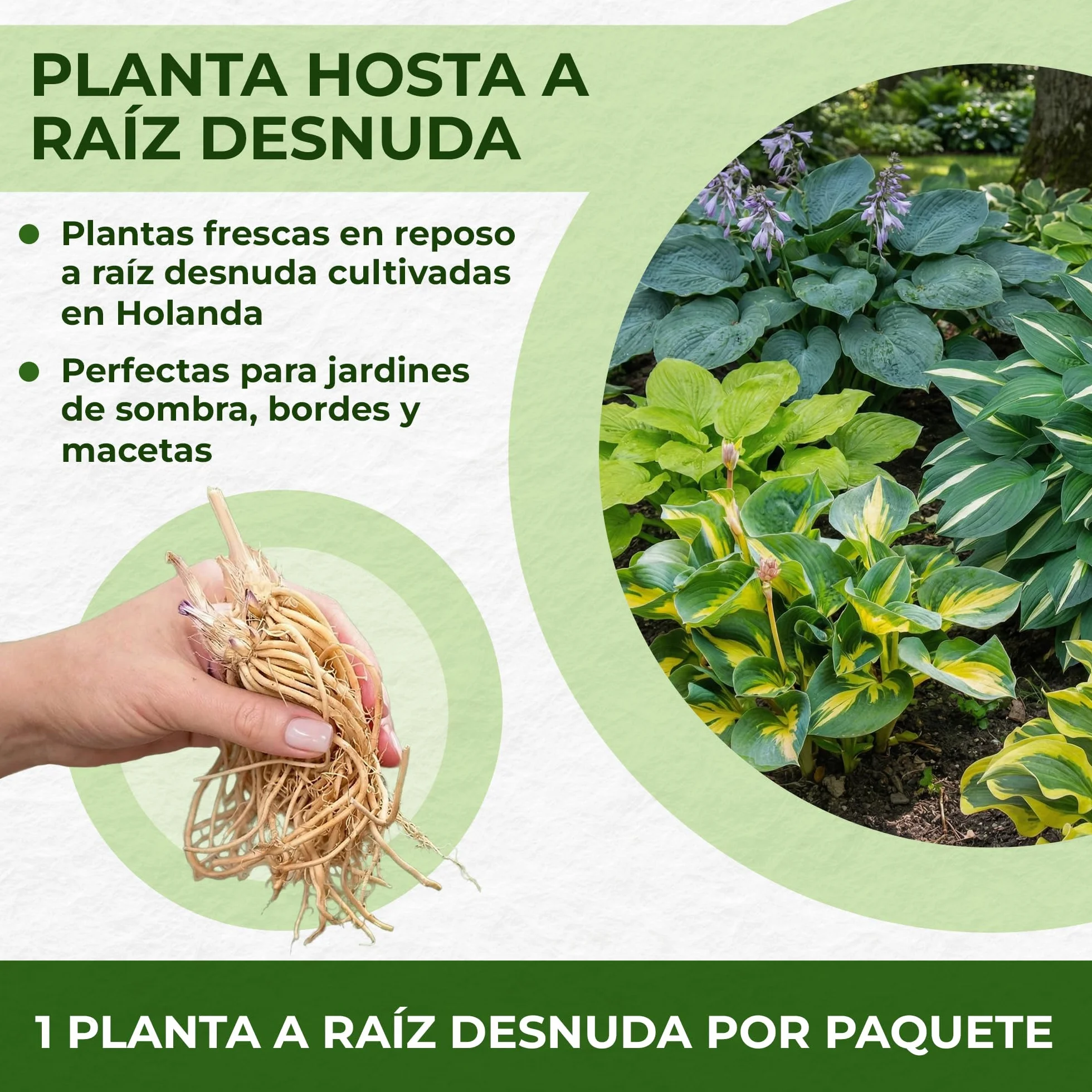 Hosta Planta T-Rex 3 Plantas Naturales Exterior Holanda Resistentes Decoracion Jardín