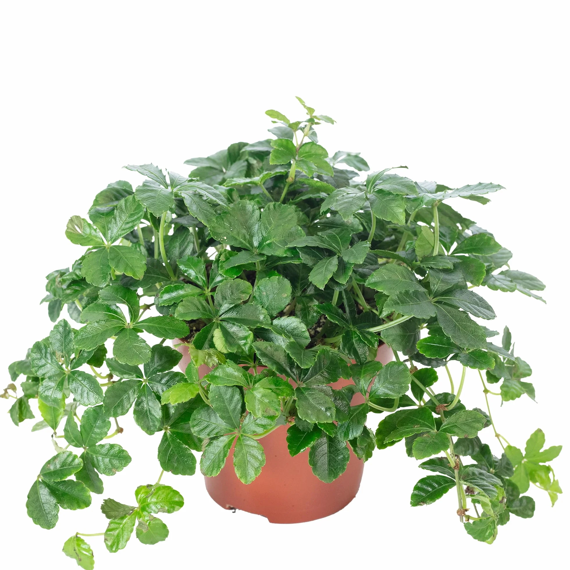 Parthenocissus striata Vino Smit Verona Vein Planta interior real 20 cm maceta 10,5 cm