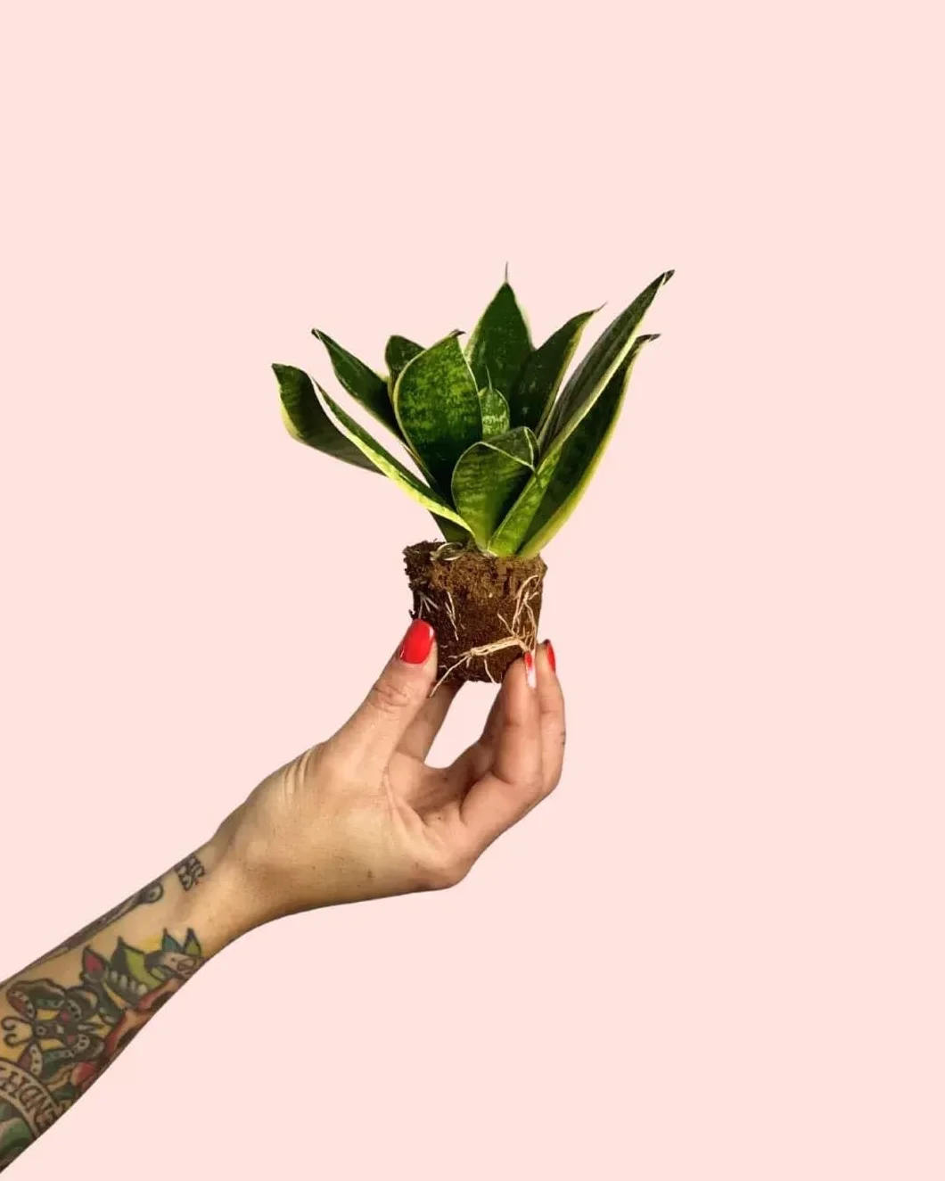 Sansevieria Golden Mini Lengua de Suegra Natural Compacta Maceta Ø5 cm