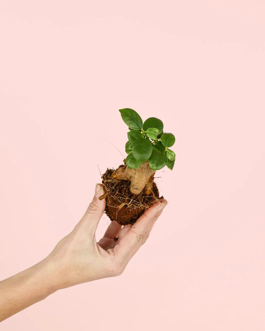 Ficus Microcarpa Mini Bonsái Natural Planta Tropical Maceta Ø6 cm