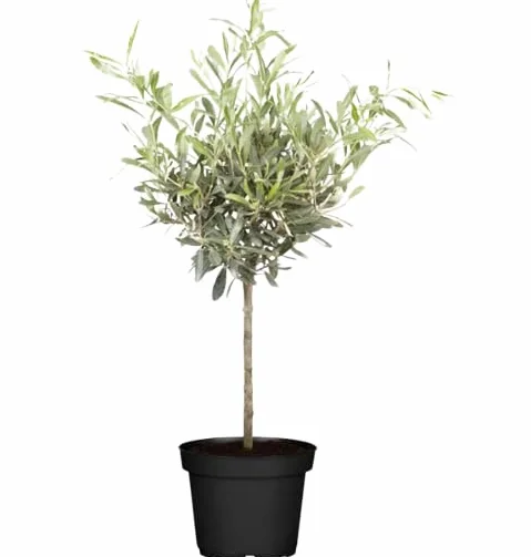 Árbol del Olivo Natural Elegancia Mediterránea Terraza