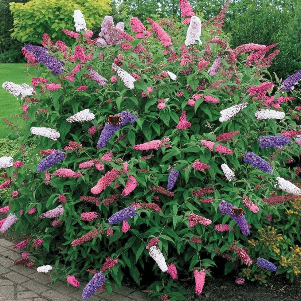 Buddleia Tricolor Arbusto de las Mariposas Colores Mixtos Planta de Jardín en Maceta