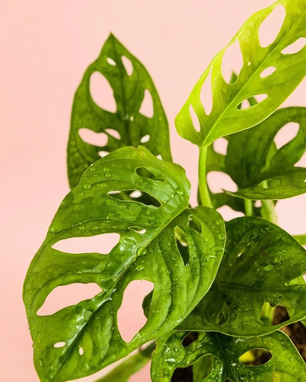 Monstera adansonii PUR PLANT Planta natural interior Maceta Ø12 cm Monkey Leaf
