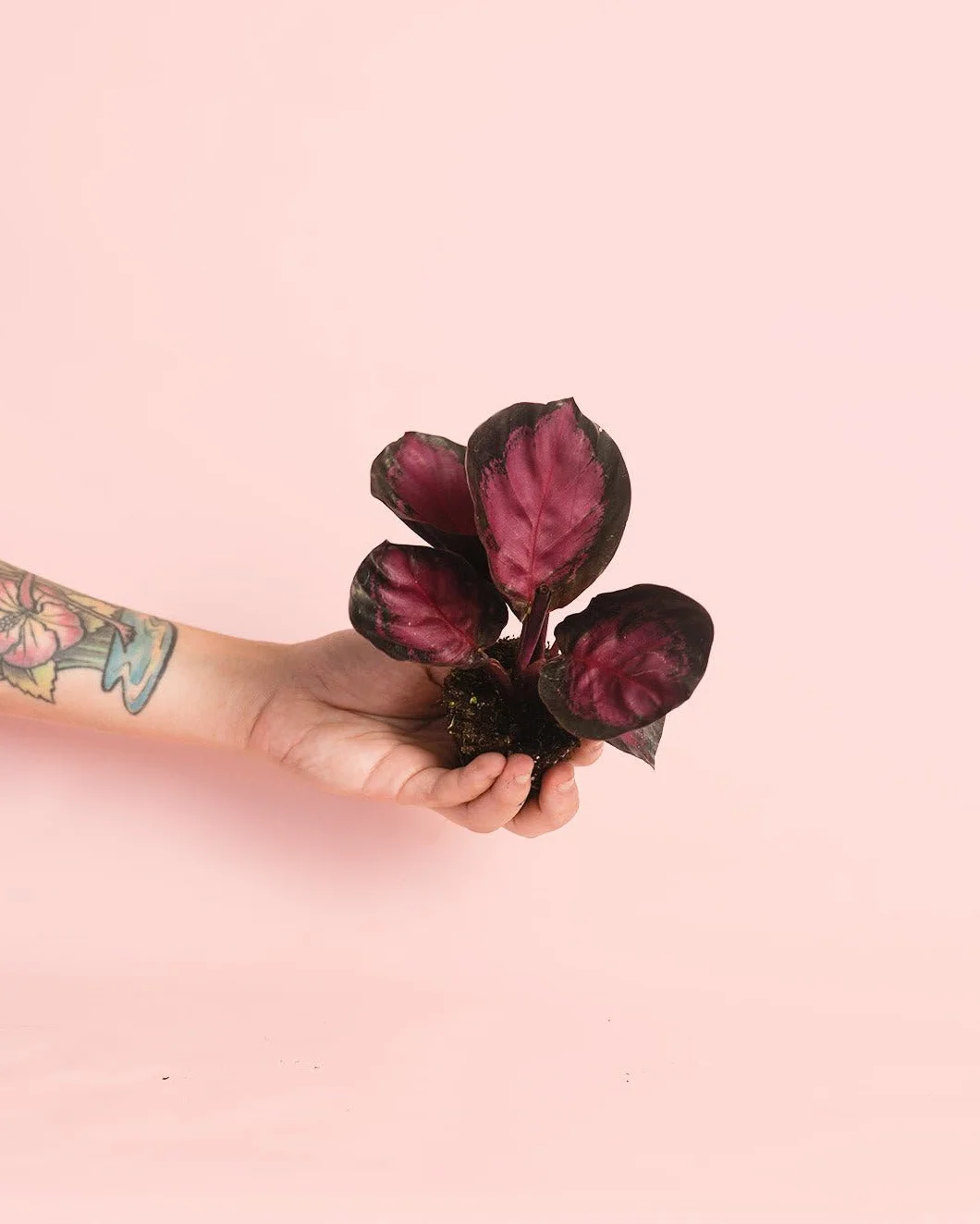 Calathea Roseopicta Rosy Dottie Mini Pet Friendly Planta Interior Maceta Ø6 cm