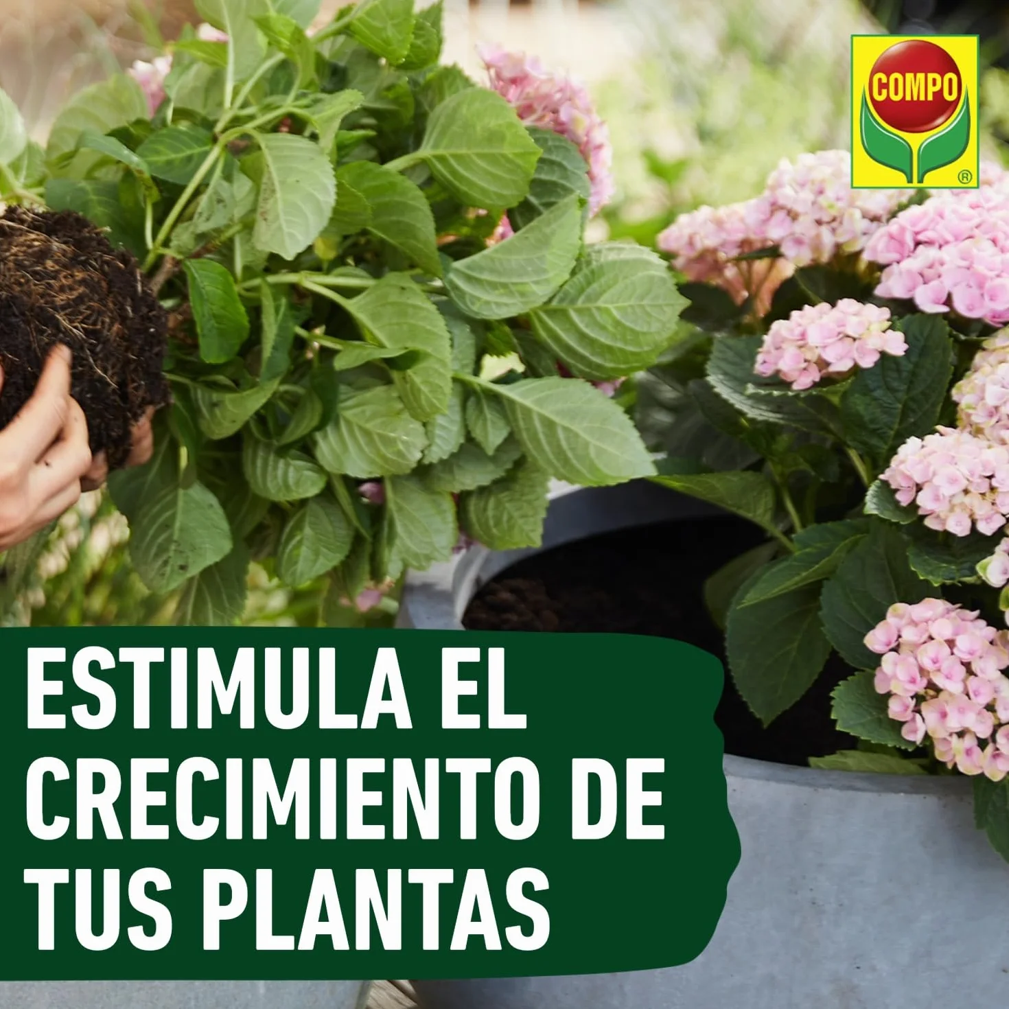 COMPO Enraizante natural 5 sobres 10 g para esquejes semillas bulbos agricultura ecológica
