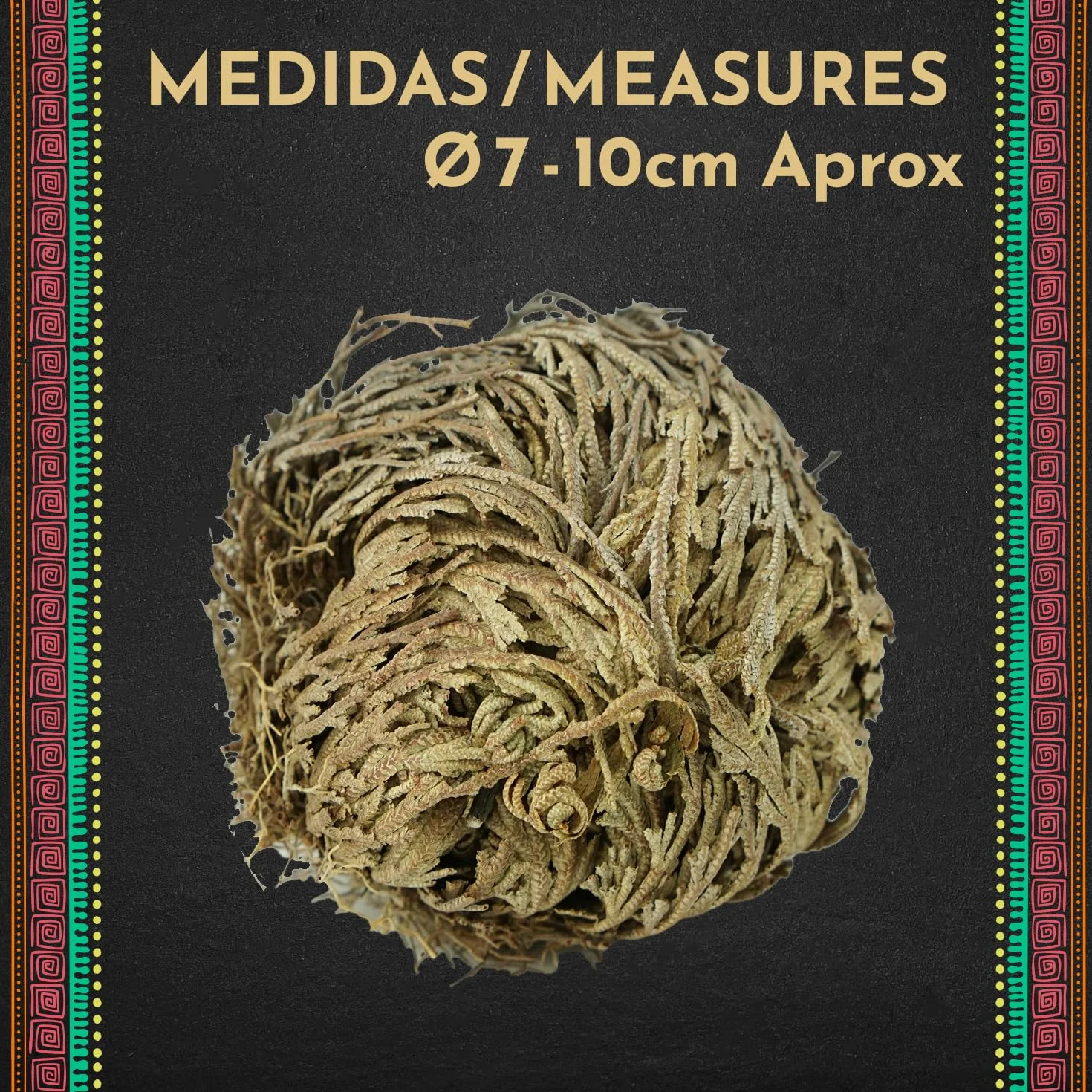 Rosa de Jericó Grande 3-4 Pulgadas, Planta Mística de Resurrección para Decoración y Meditación