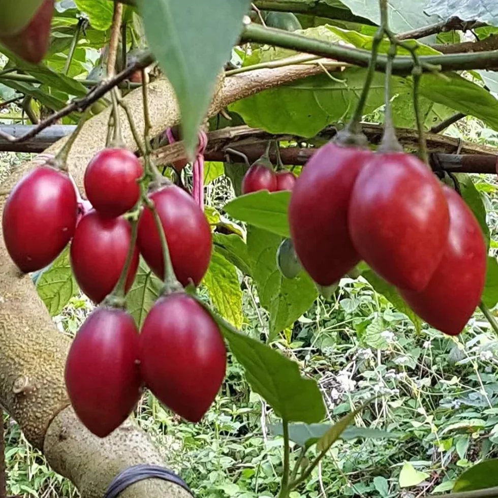 Solanum betaceum semillas de tamarillo 25pcs
