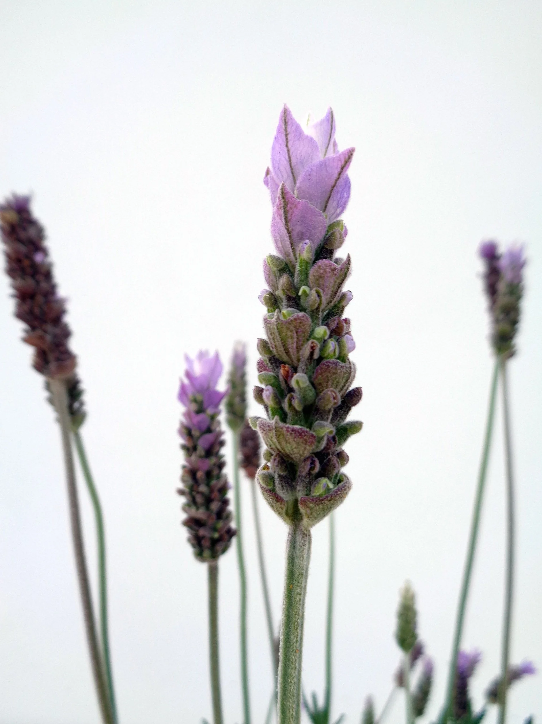Plantas Naturales En Maceta Lavanda Romero Pack 1