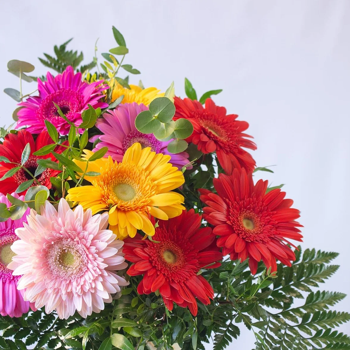 Acurrucalas® Ramo de Gerberas Naturales con dedicatoria Flores Frescas para Regalar