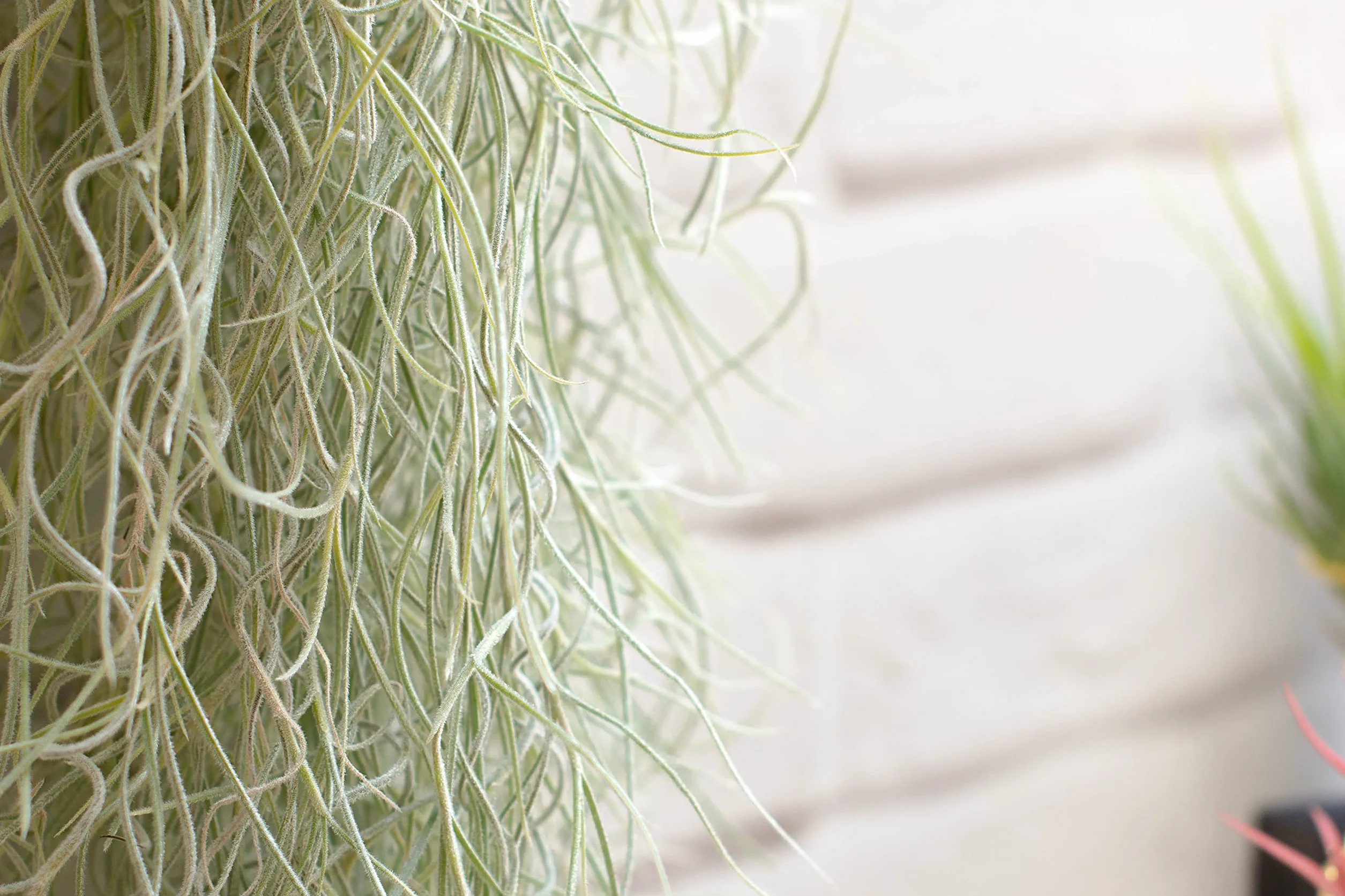 Tillandsia Usneoides Natural - Clavel del Aire - Planta Colgante de Exterior e Interior (50-60 cm)