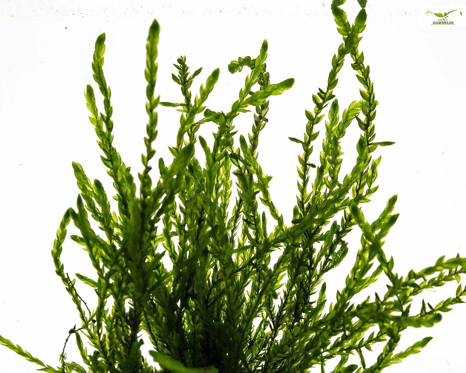 Fontinalis antipyretica Musgo de estanque y acuario verde perenne resistente al invierno