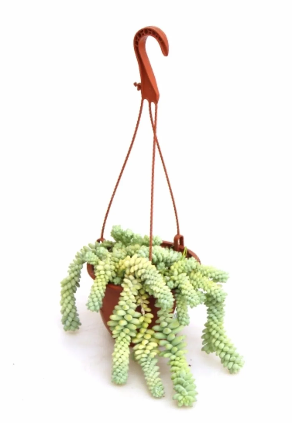 Sedum Burrito Colgante 20-25 cm Cola de Burro Planta Natural Suculenta